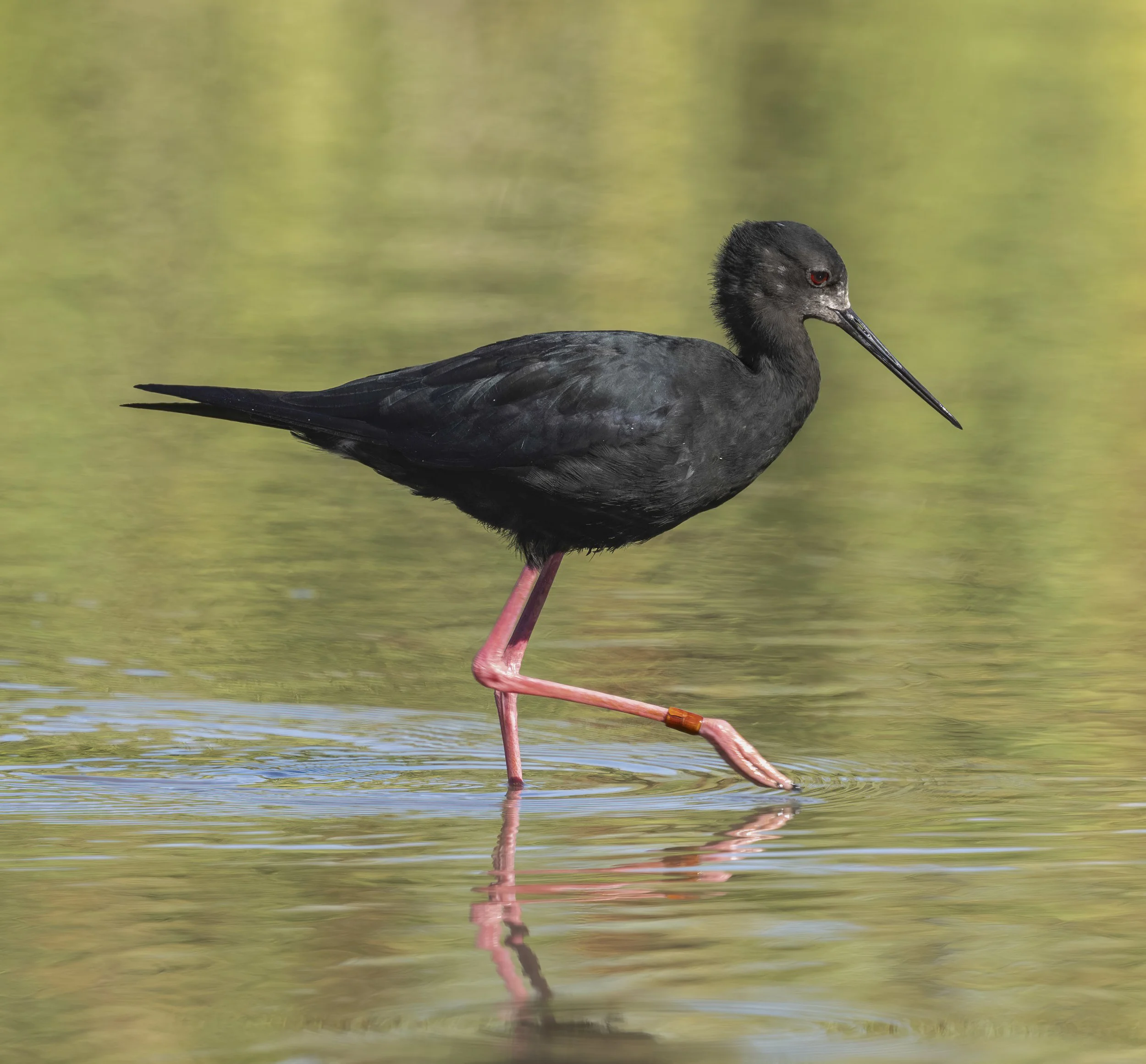 Black Stilt