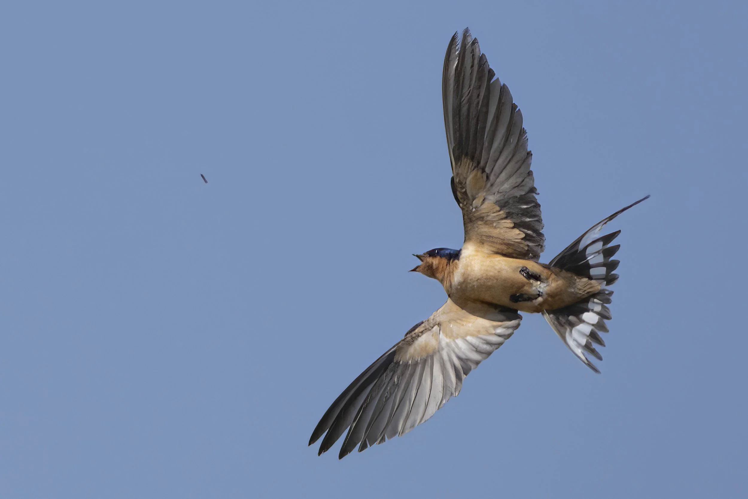 Barn Swallow