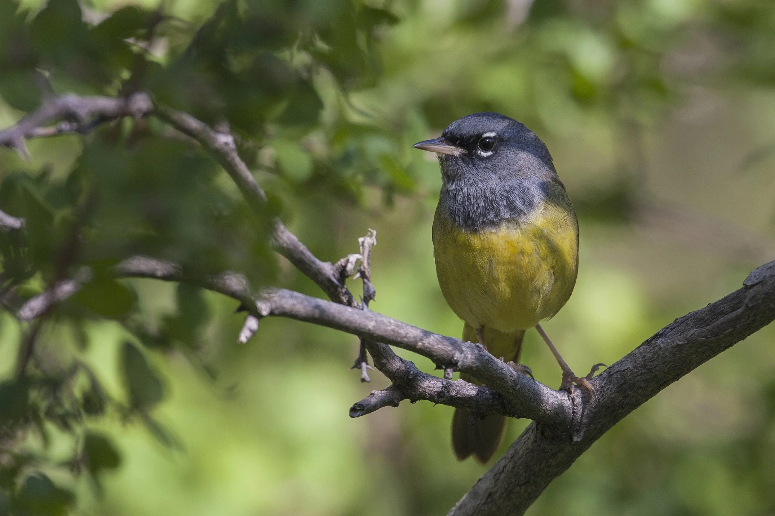 MacGillivray's Warbler