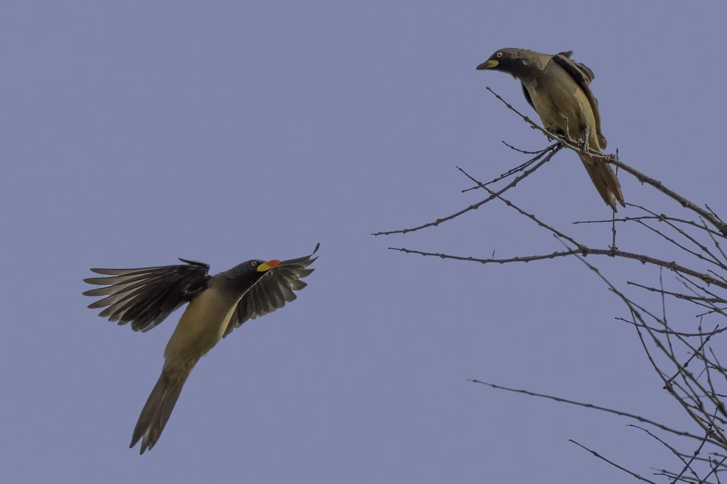 Yellow Billed Oxpecker