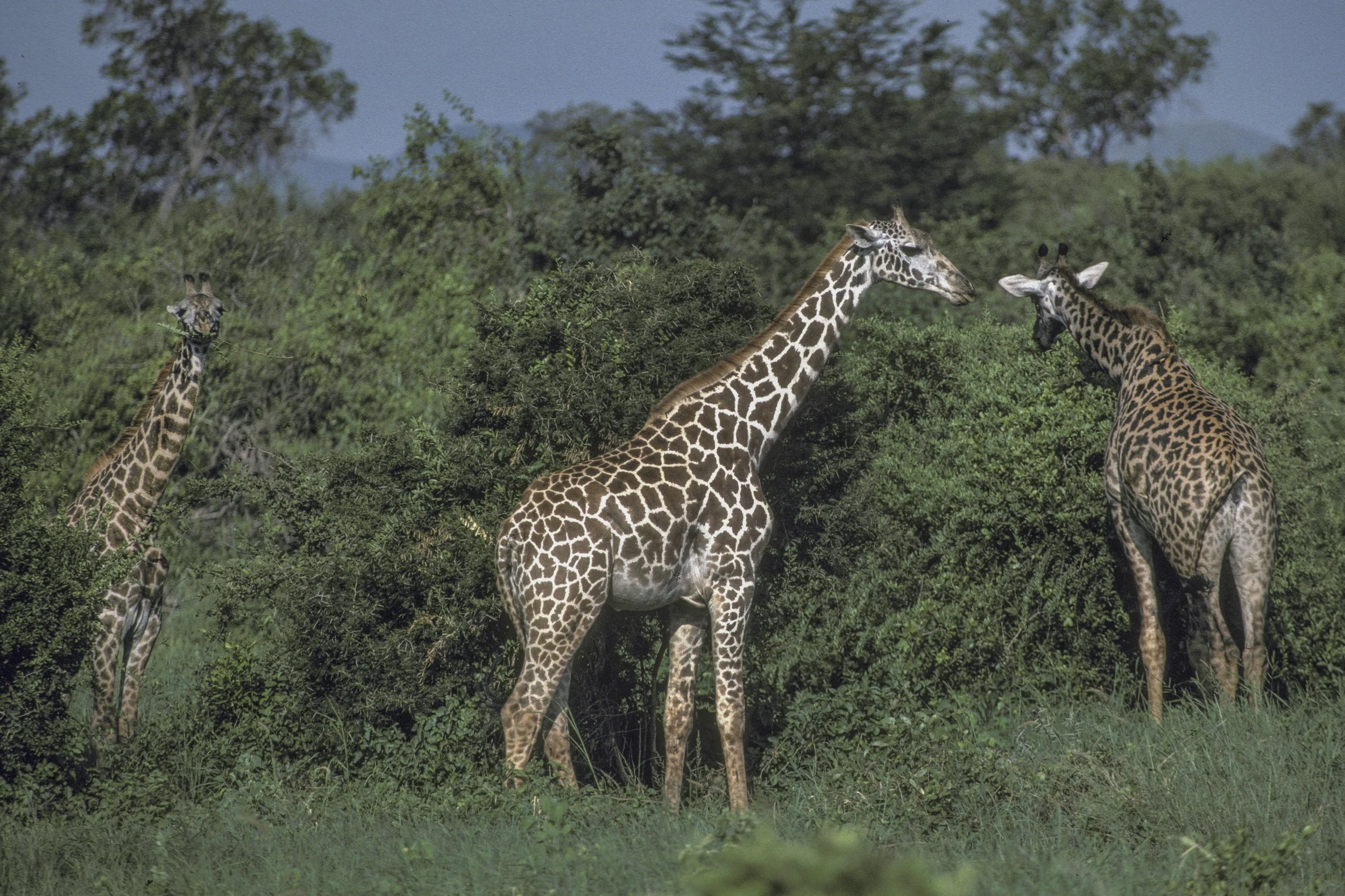 Giraffe, Kenya