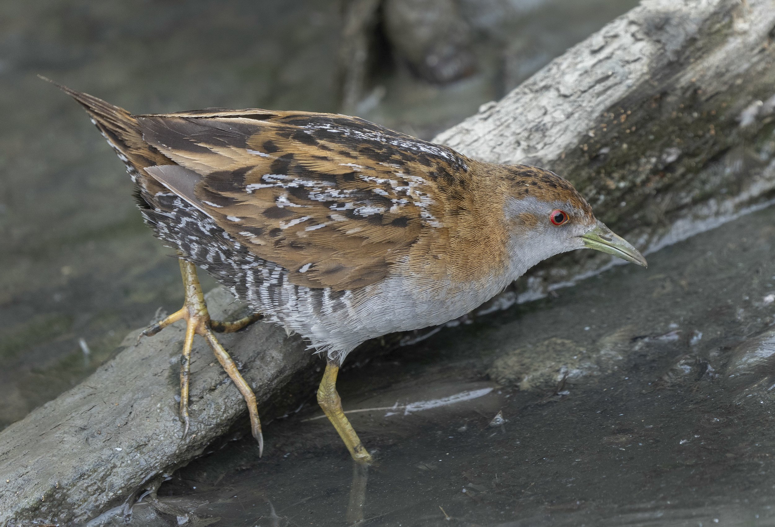 Baillons Crake