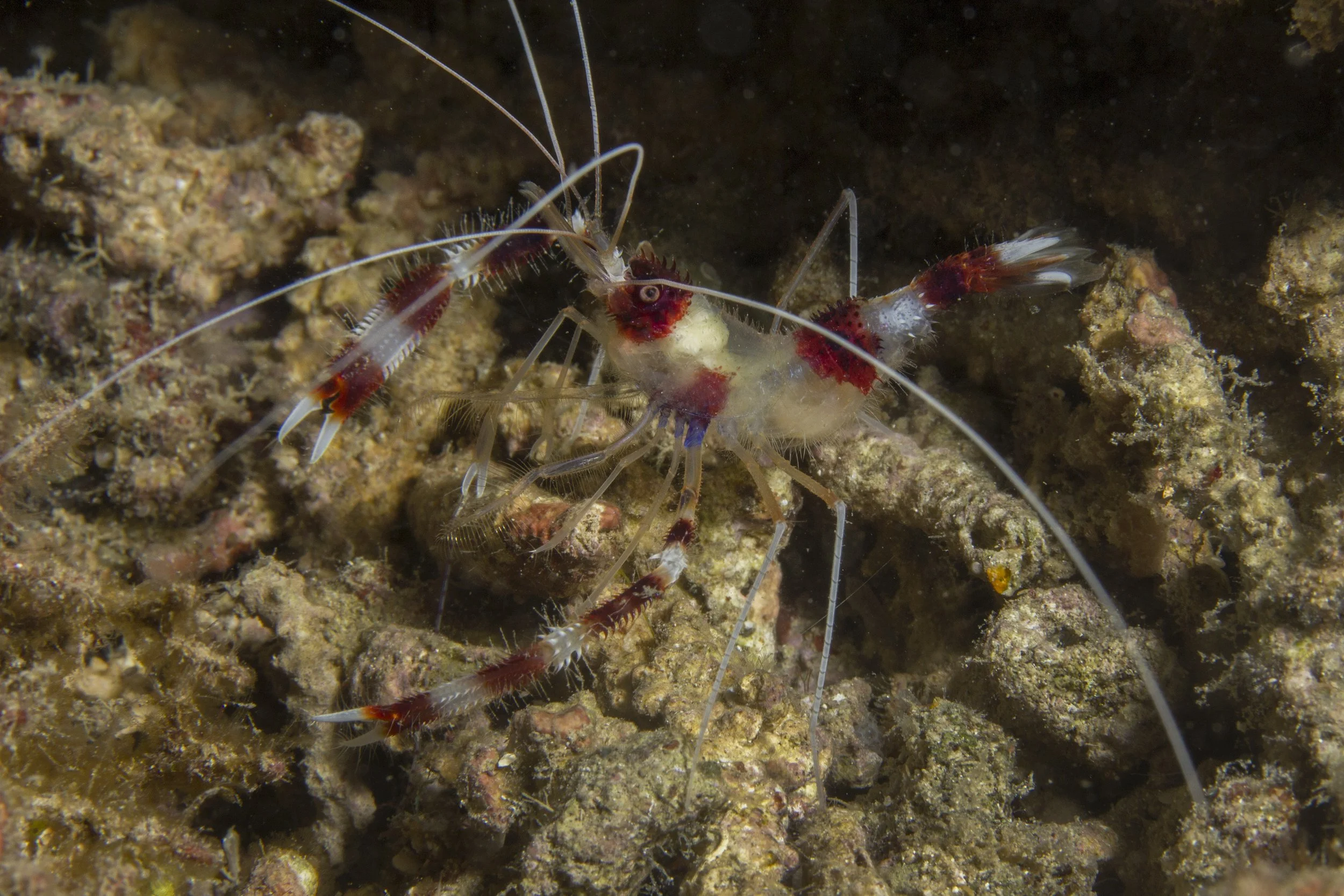 Lembeh_IMG_0455.jpg