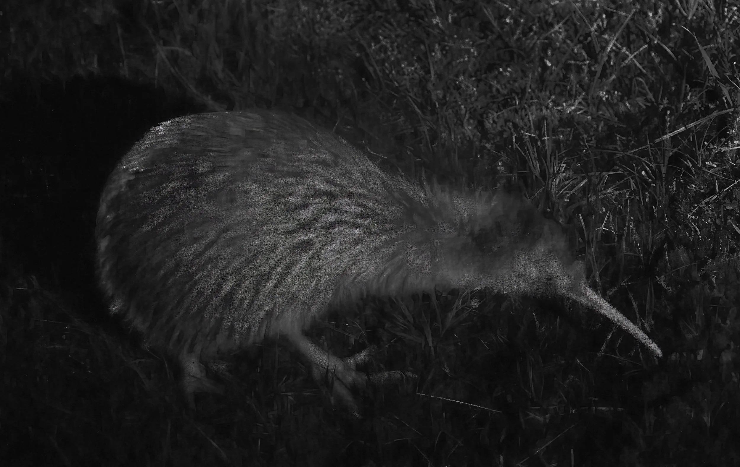 Southern Brown Kiwi