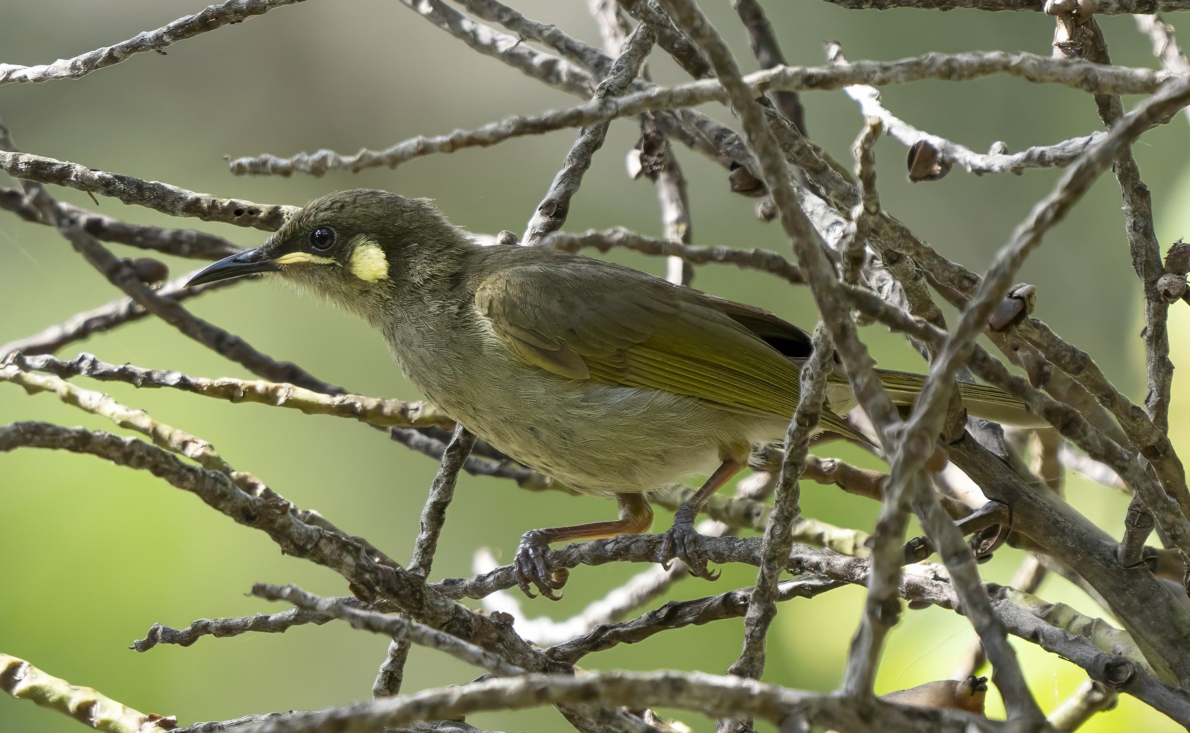 Yellow Spotted Honeyeater