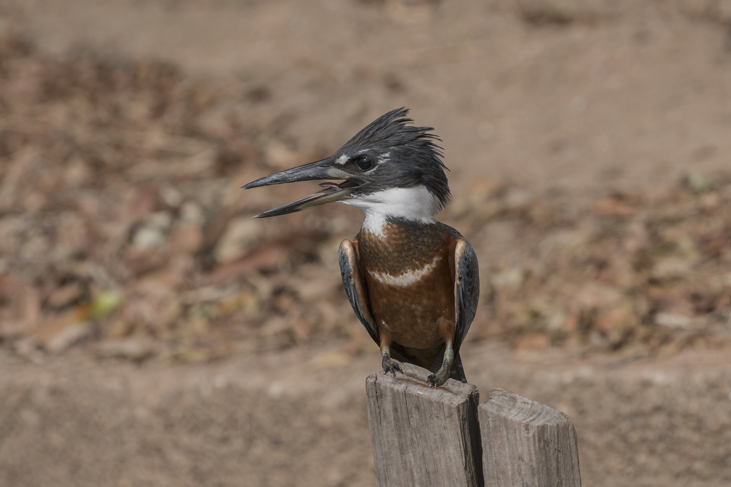 Ringed Kingfisher