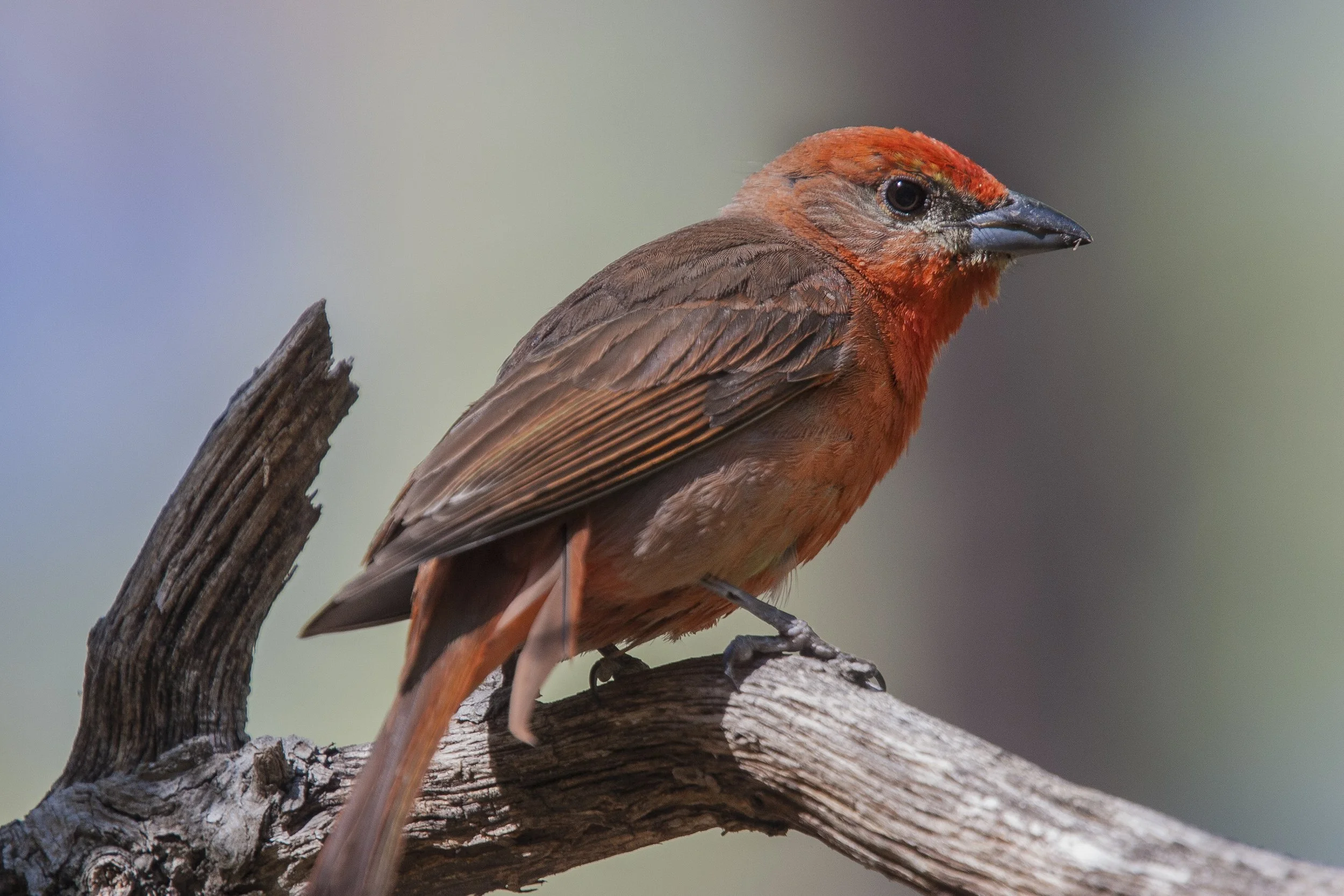 Hepatic Tanager