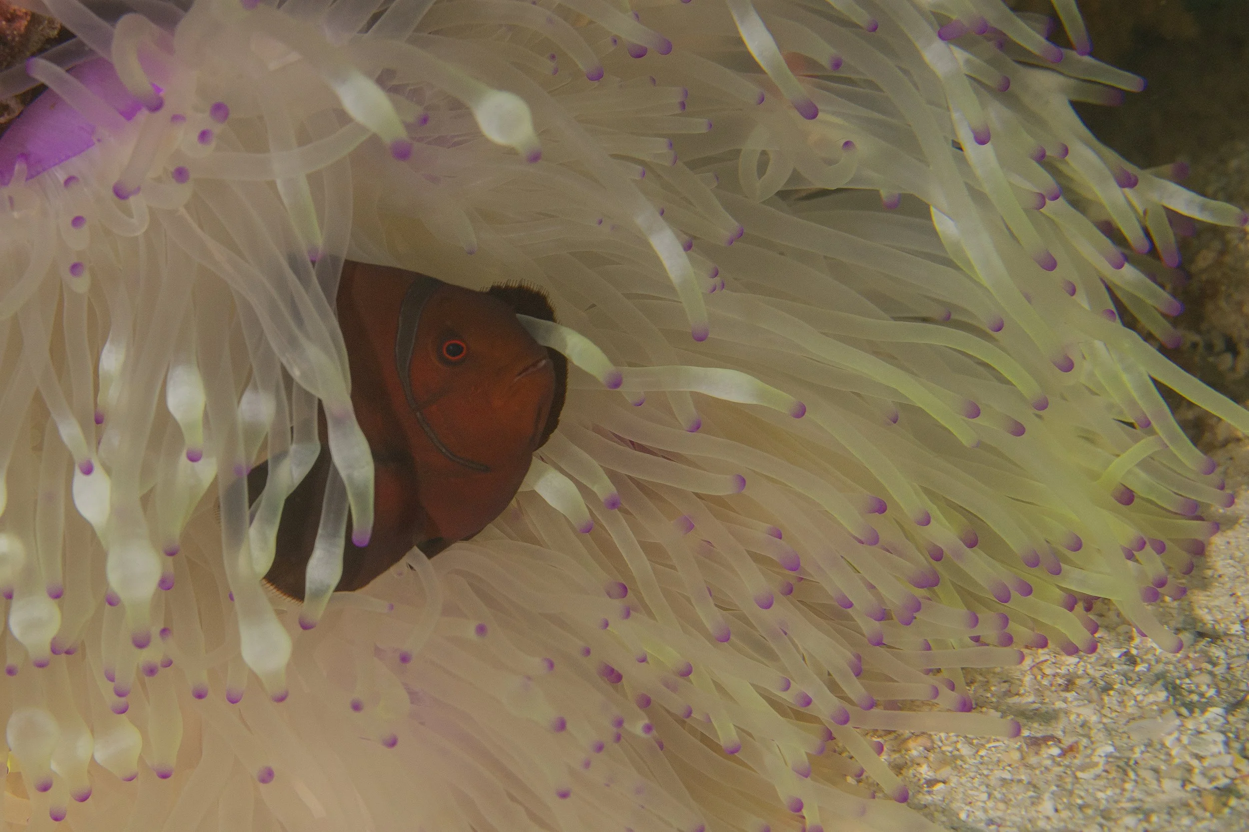 Komodo_DSC09180.jpg