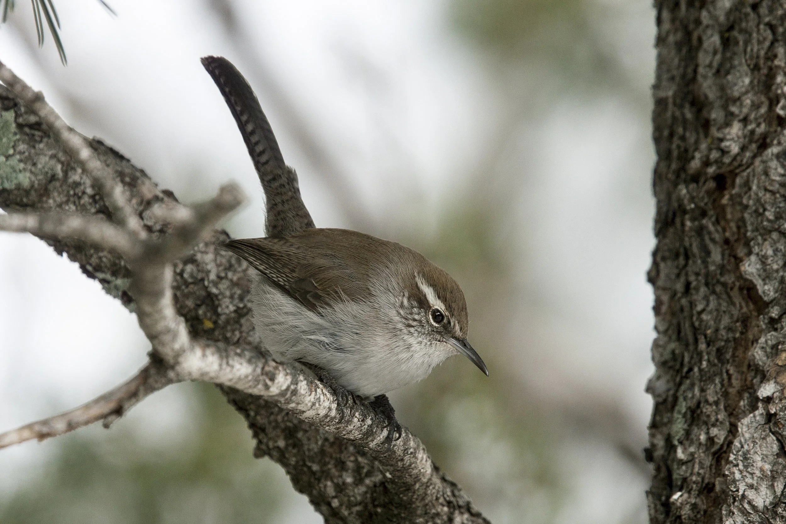 Bewick's Wren
