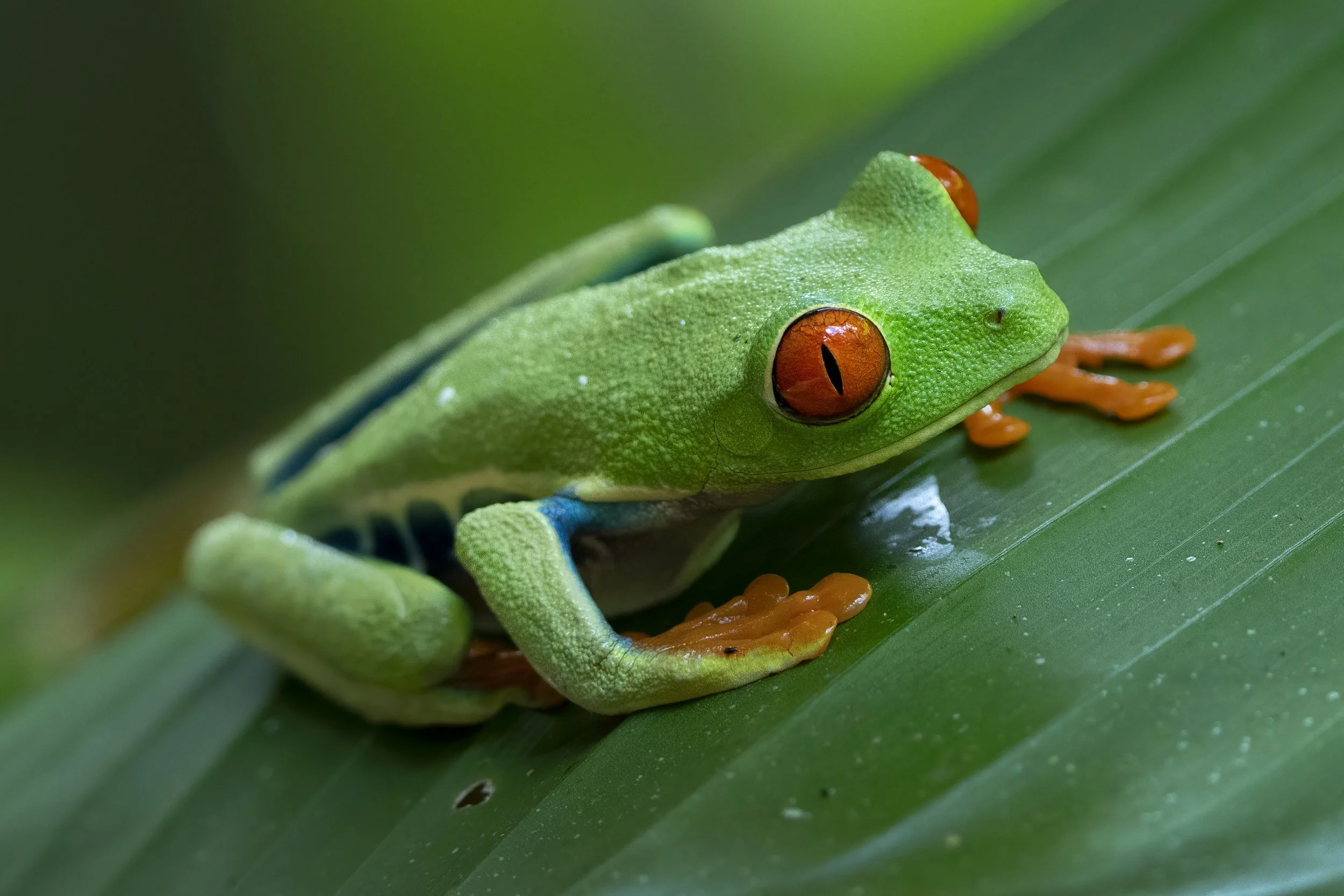 Red Eyed Leaf Frog