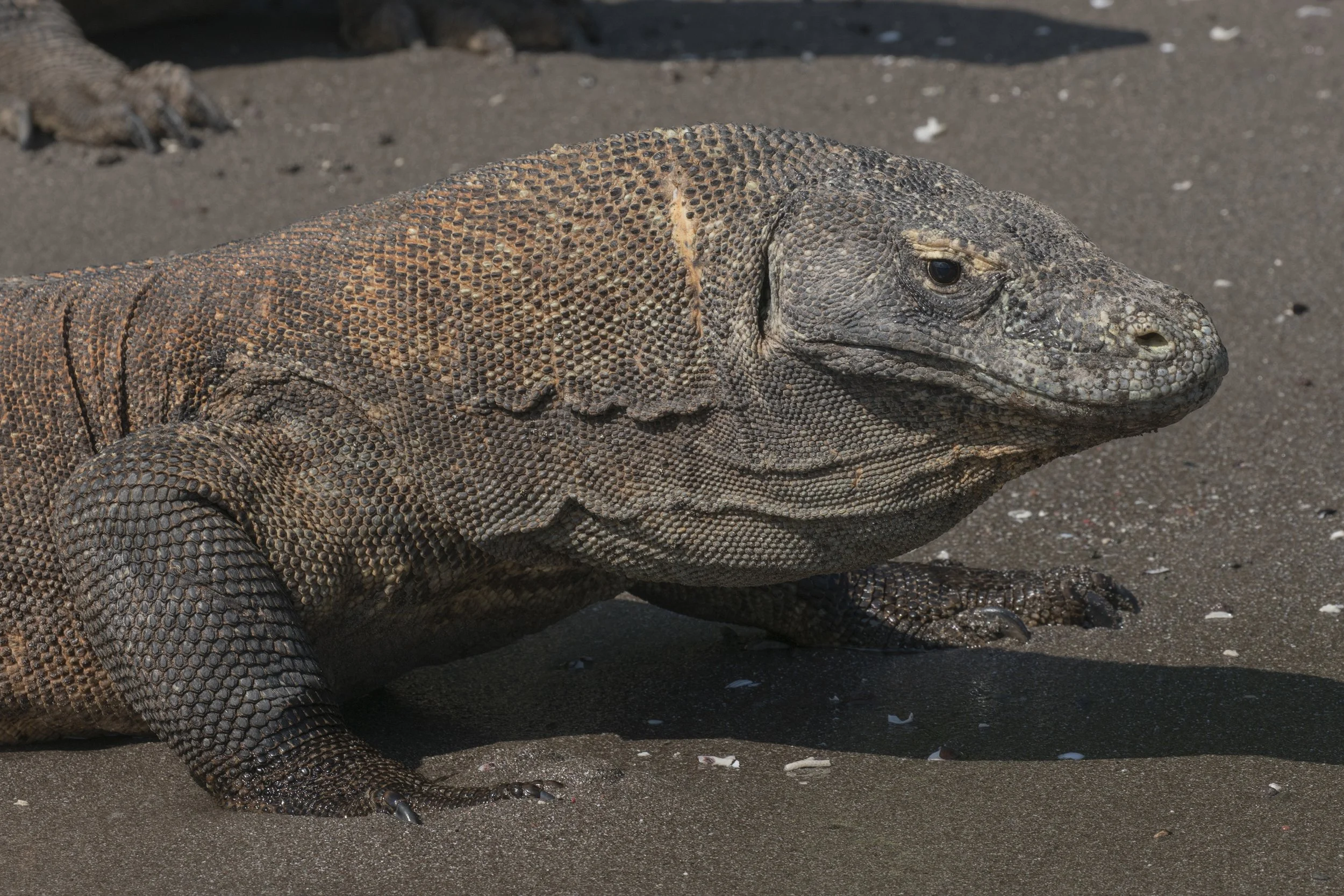 Komodo Dragon, Indonesia