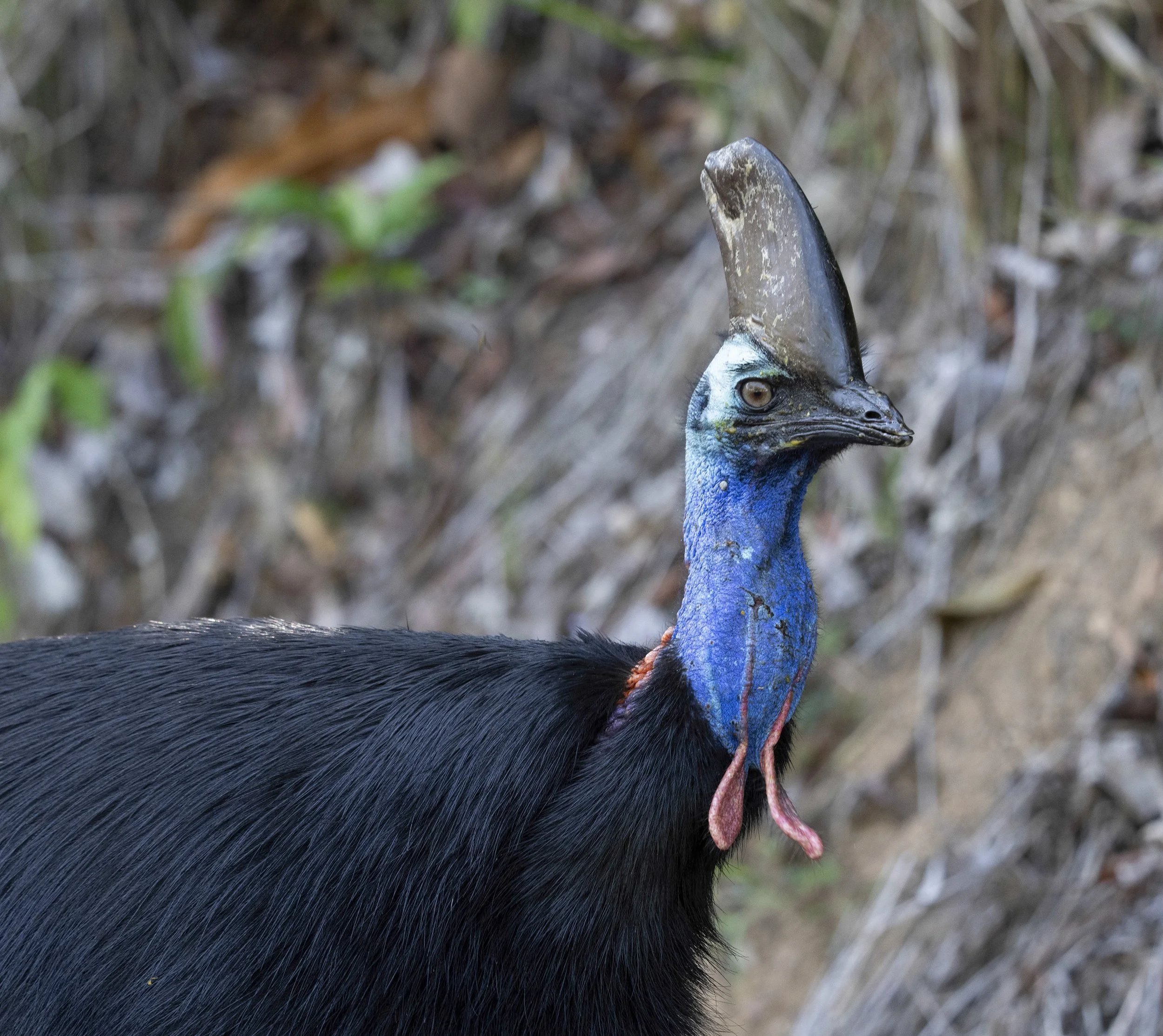 Southern Cassowary