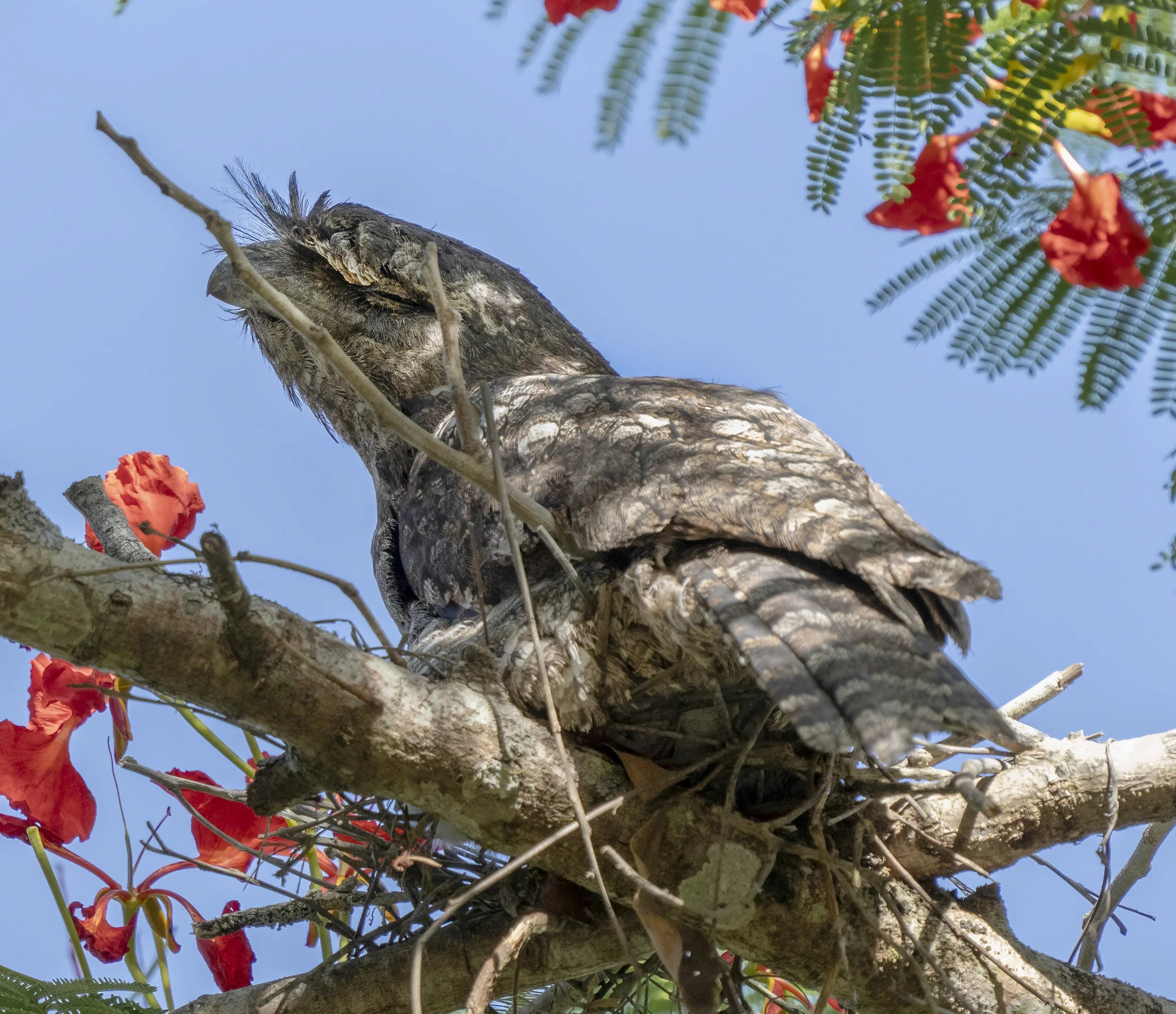 Papuan Frogmouth
