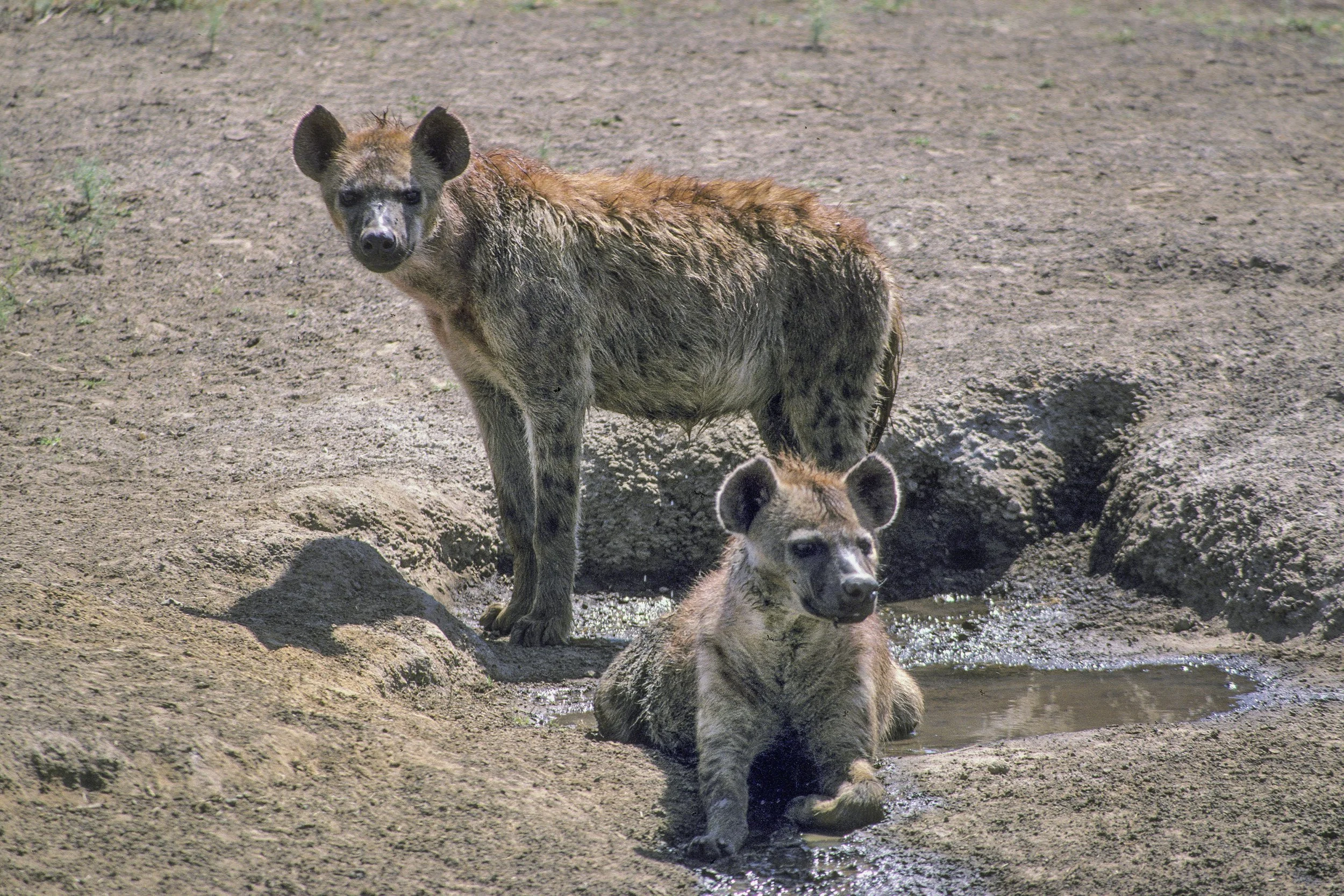 Hyena