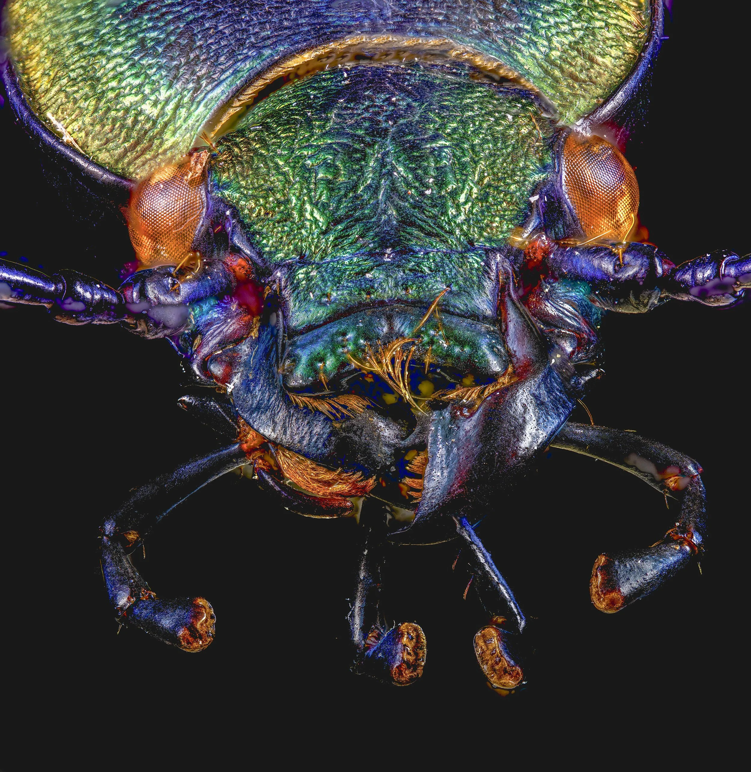 Ceroglossus_buqueti_chiloensis.jpg