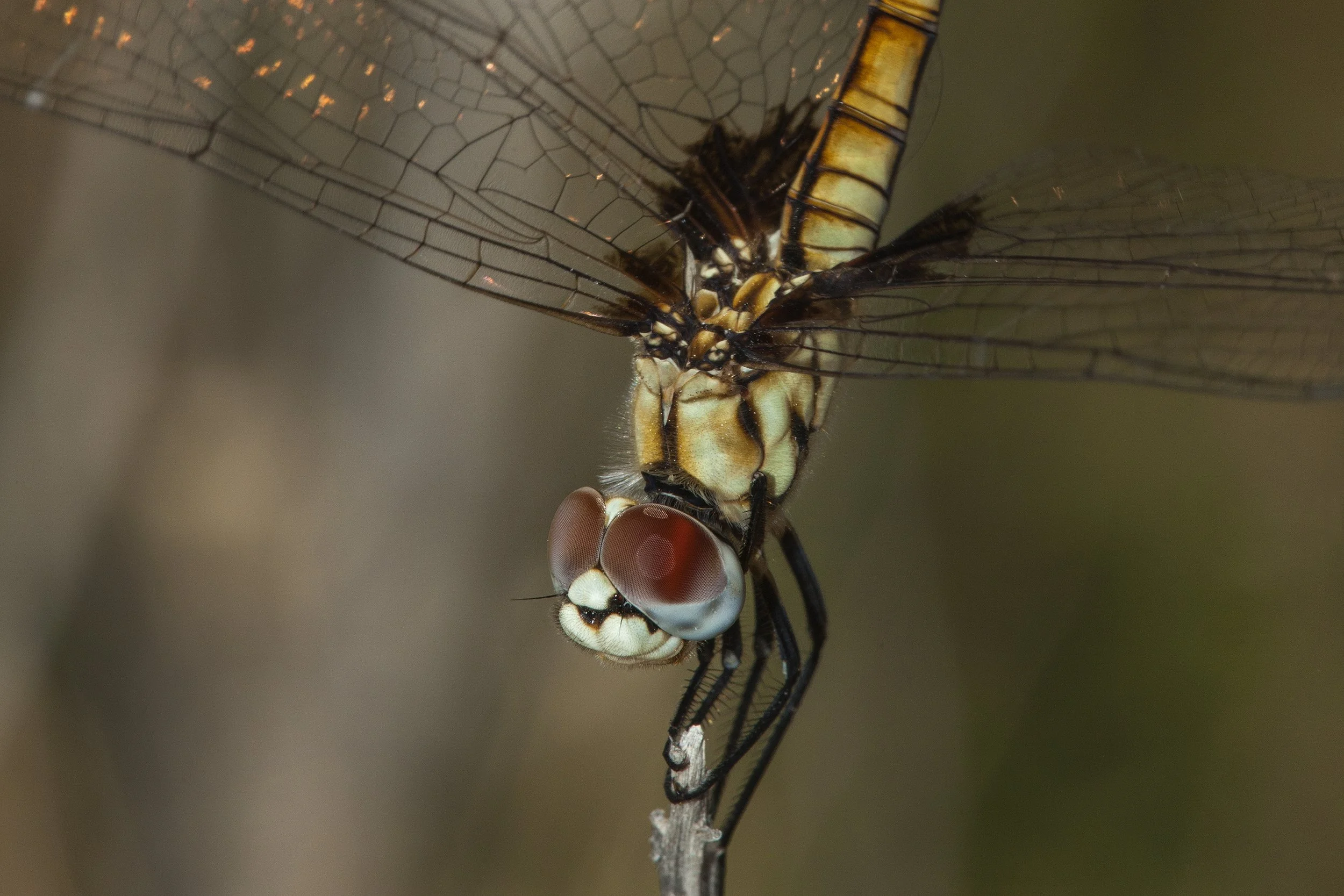 Marl Pennant (Macrodiplax balteata)_IMG_2318.jpg