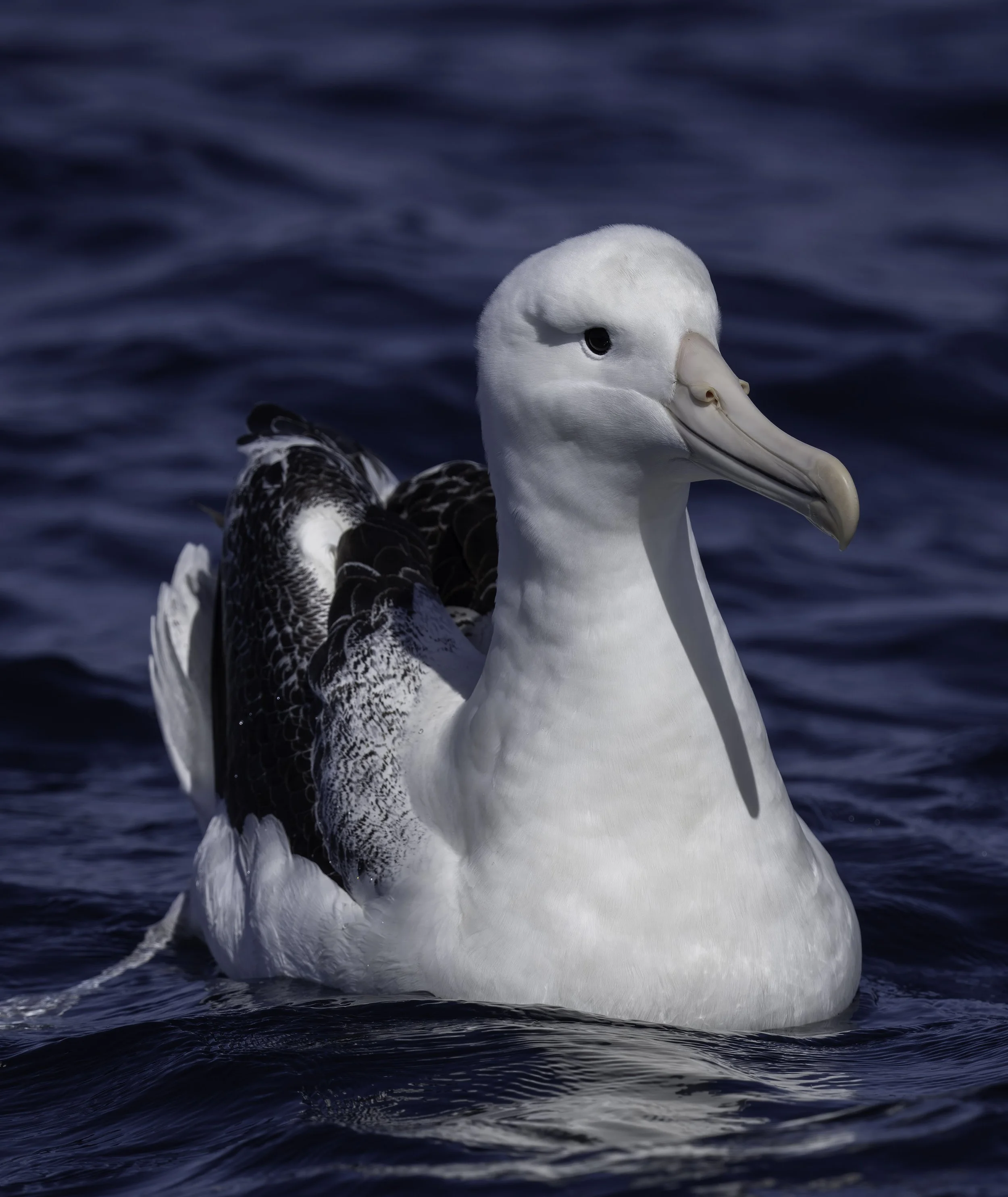 Southern Royal Albatross