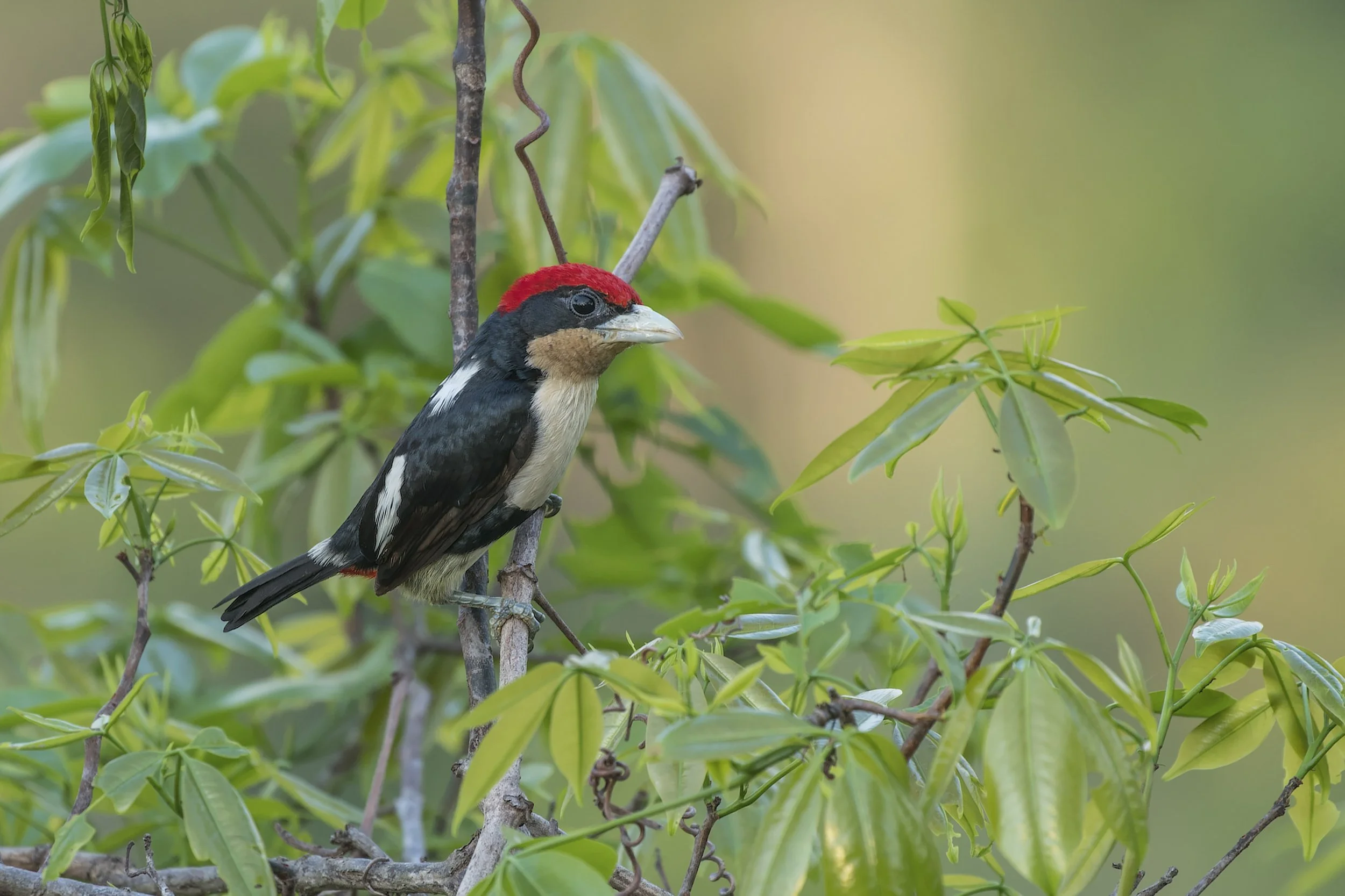 Black Girdled Barbet