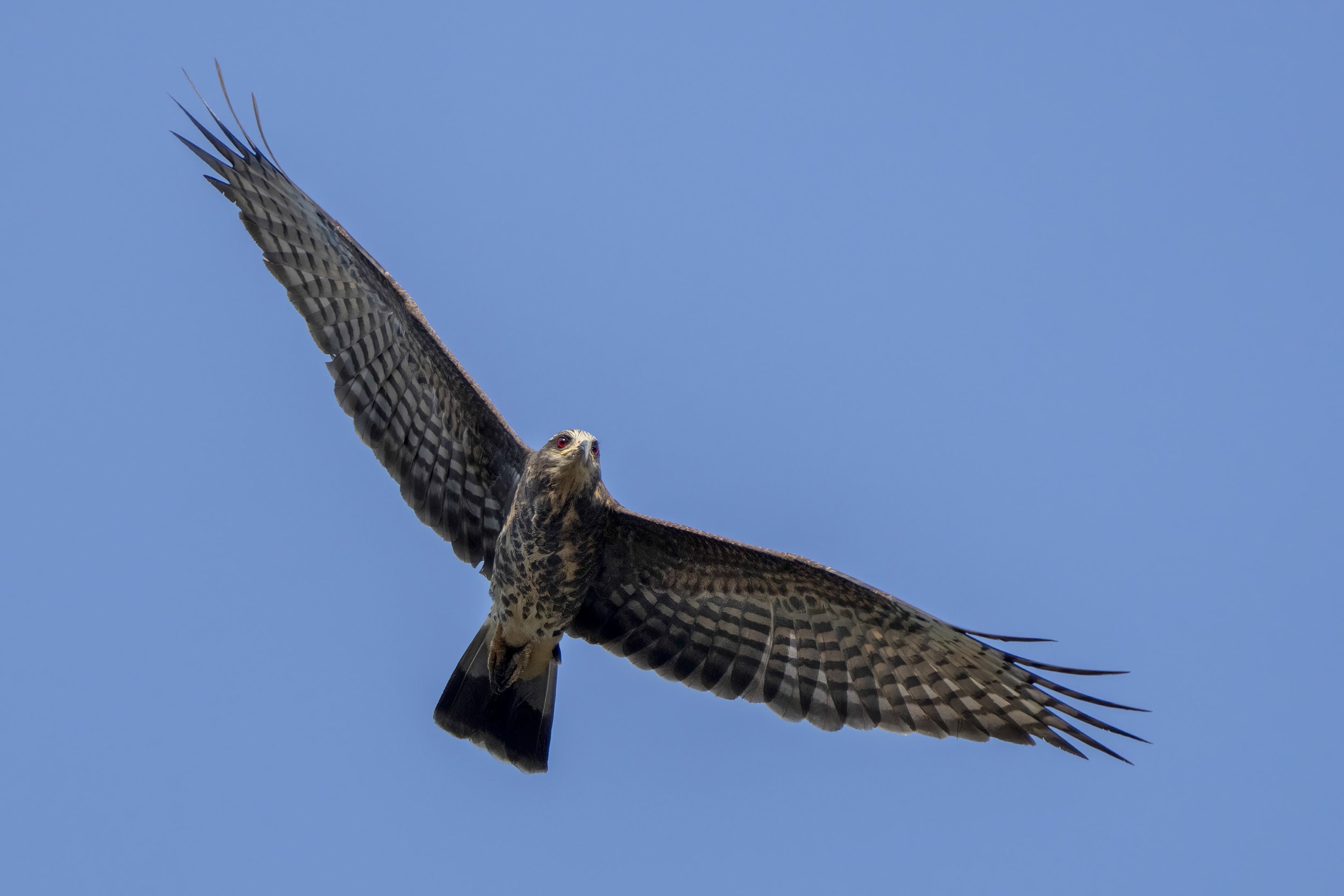 Snail Kite