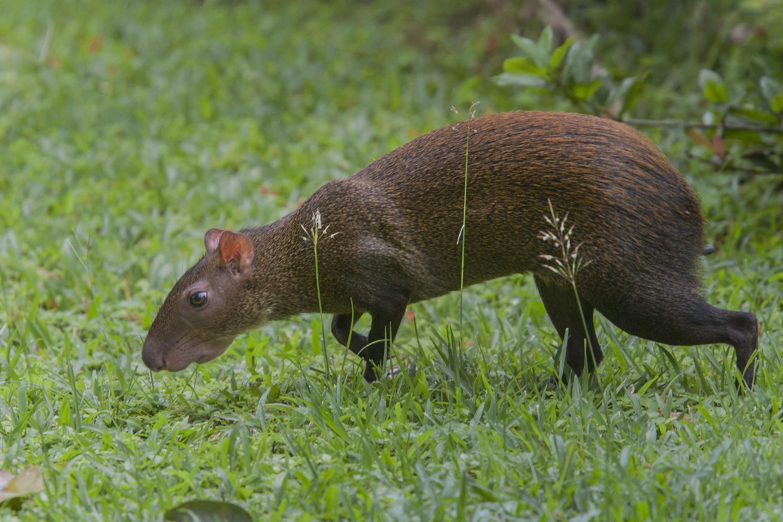 Agouti