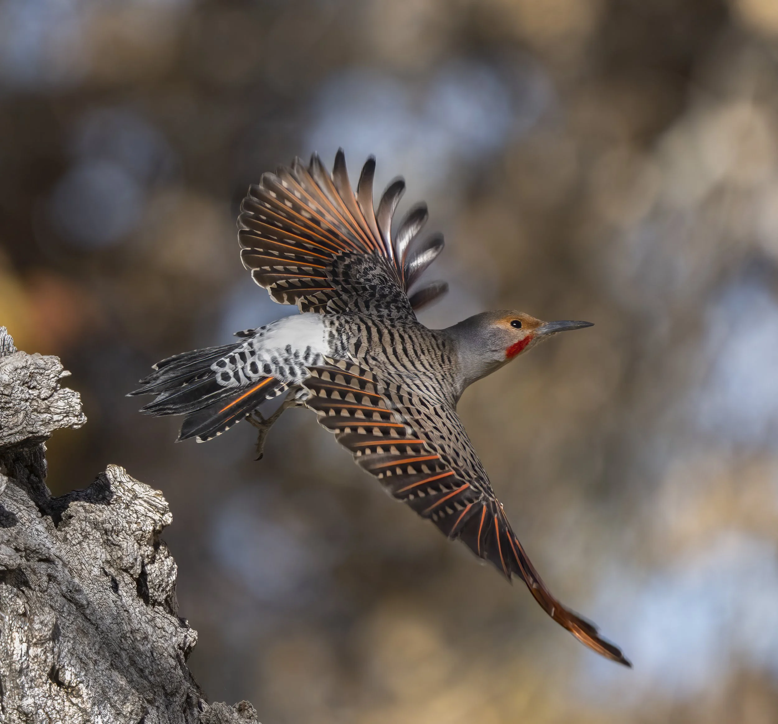 Northern Flicker
