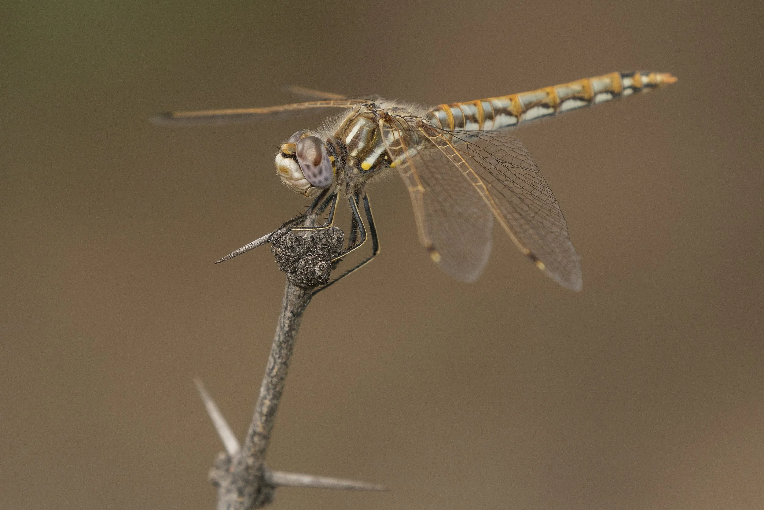 Variegated Meadowhawk (Sympetrum corruptum)_DSC04907.jpg