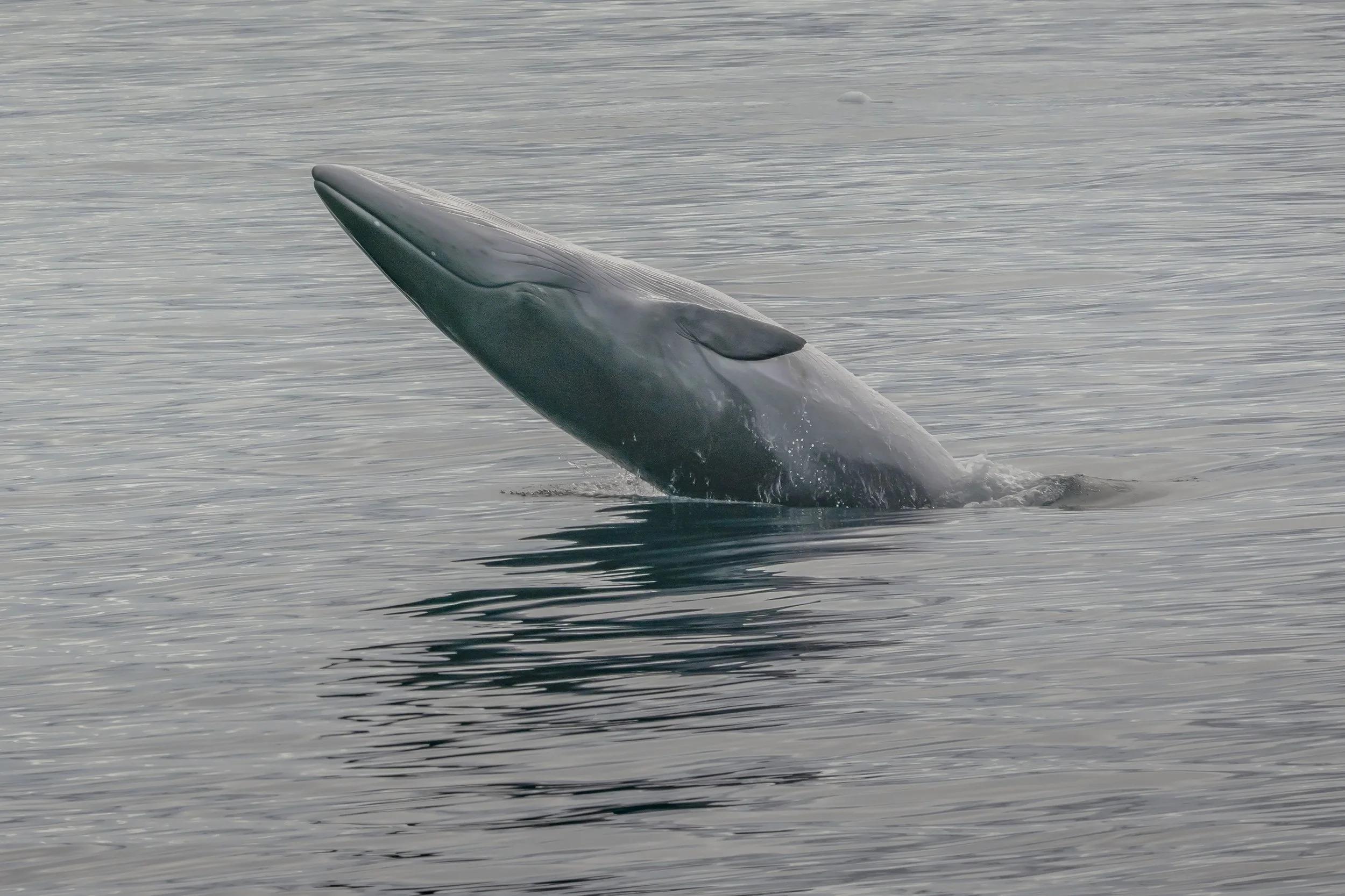 Minke Whale, Antarctica