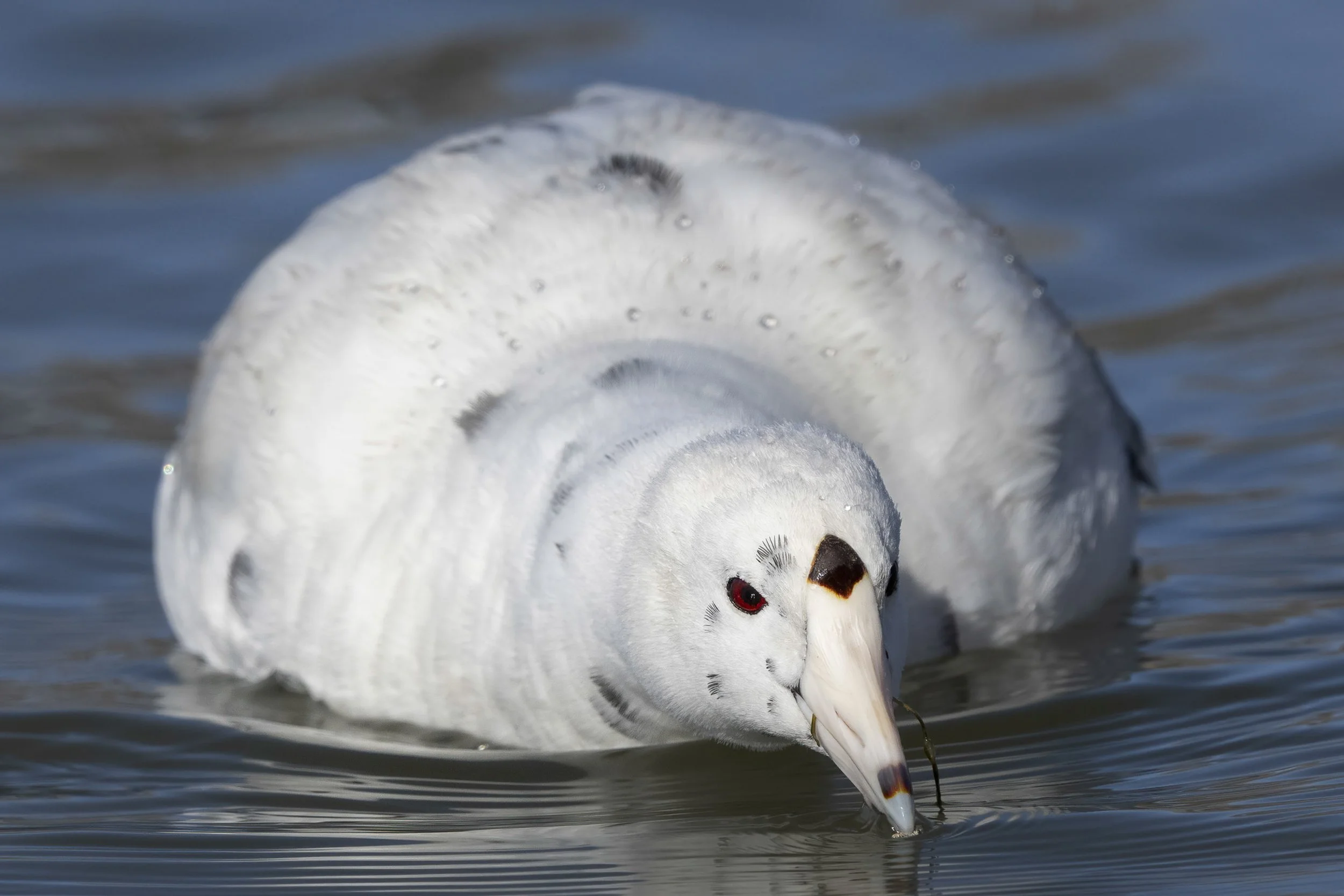 Leucistic Coot