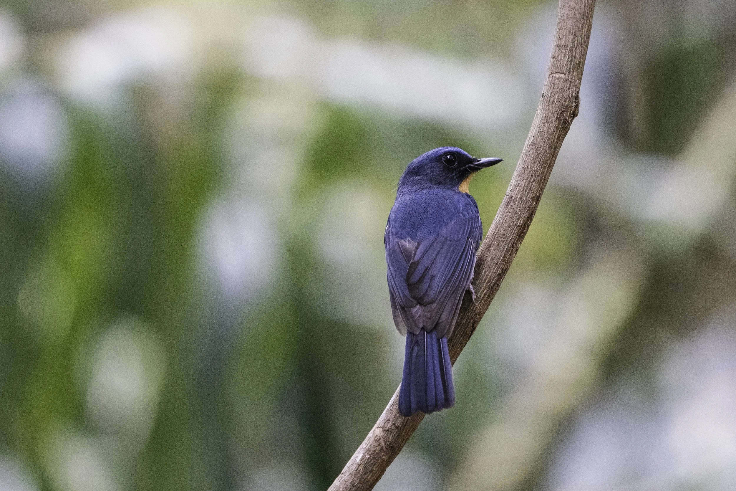 Tickell's Blue Flycatcher 
