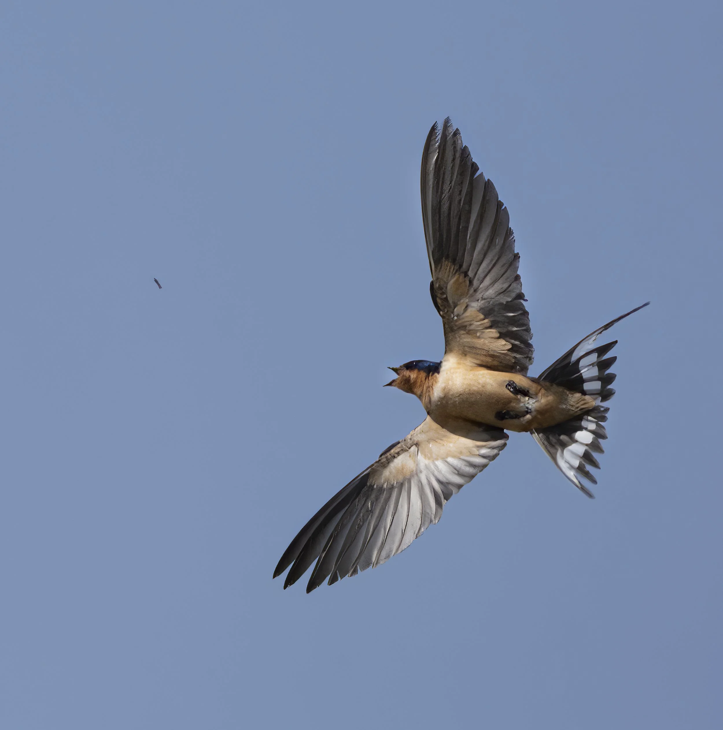 Barn Swallow