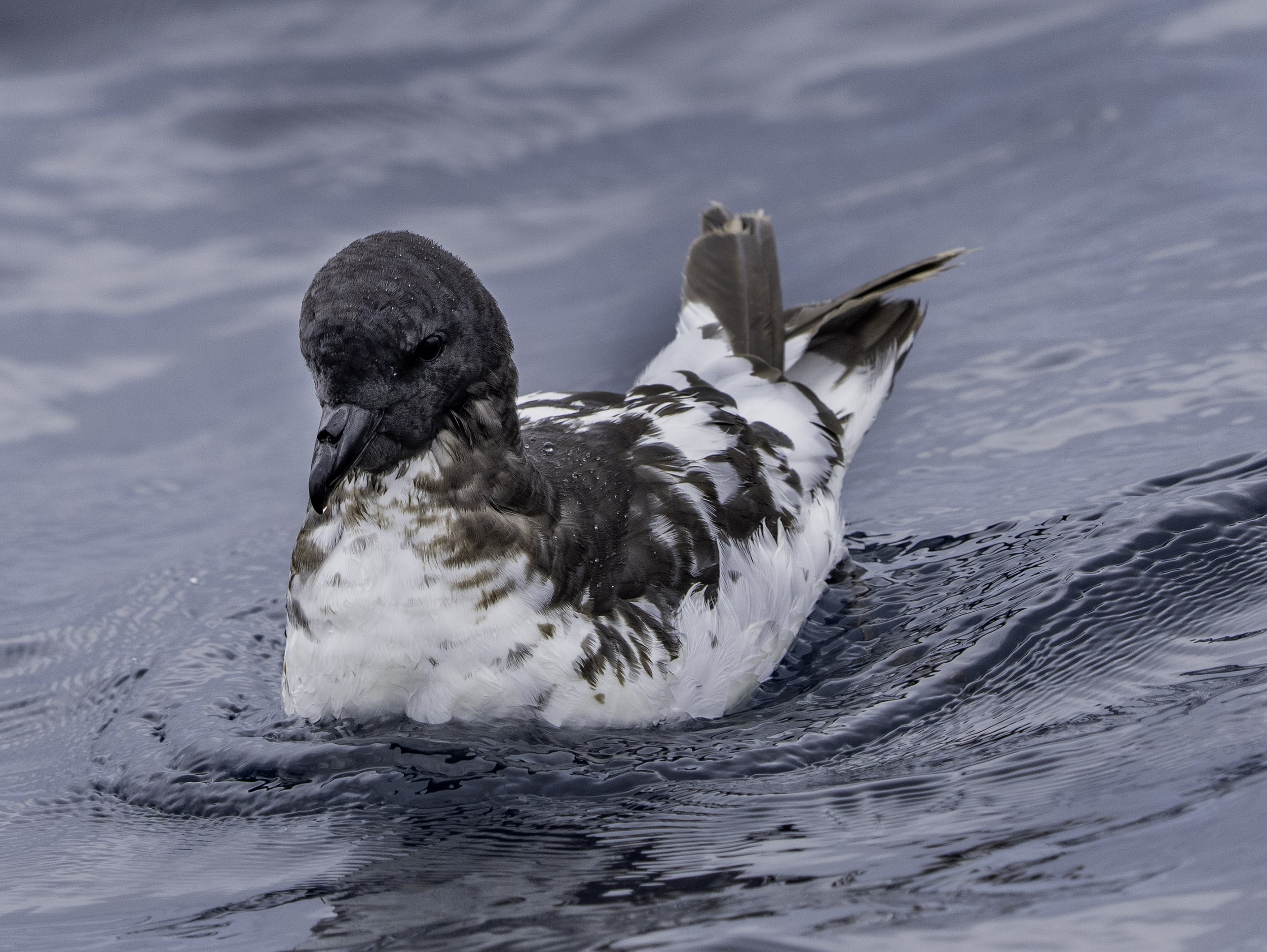Cape Petrel