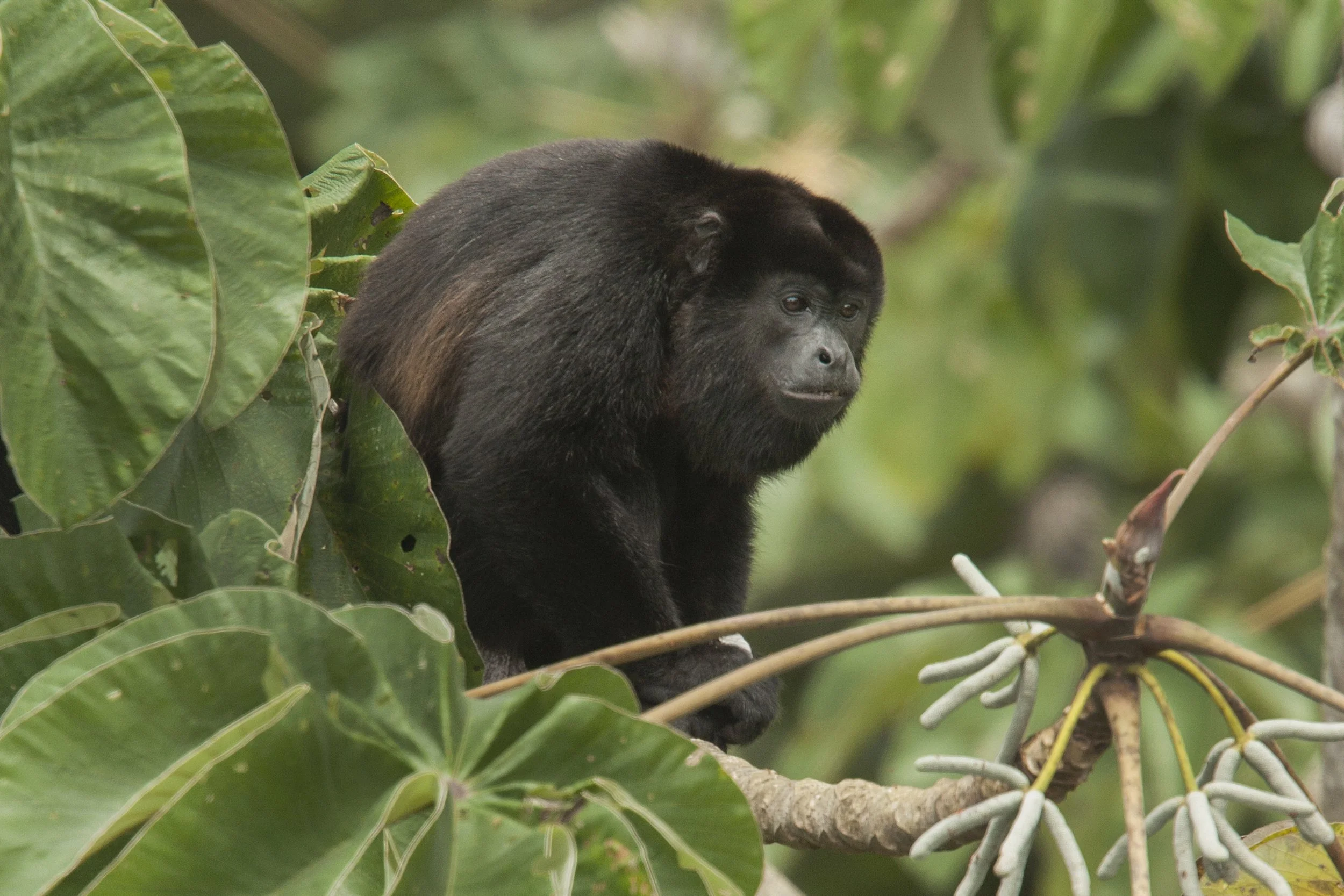 Howler Monkey