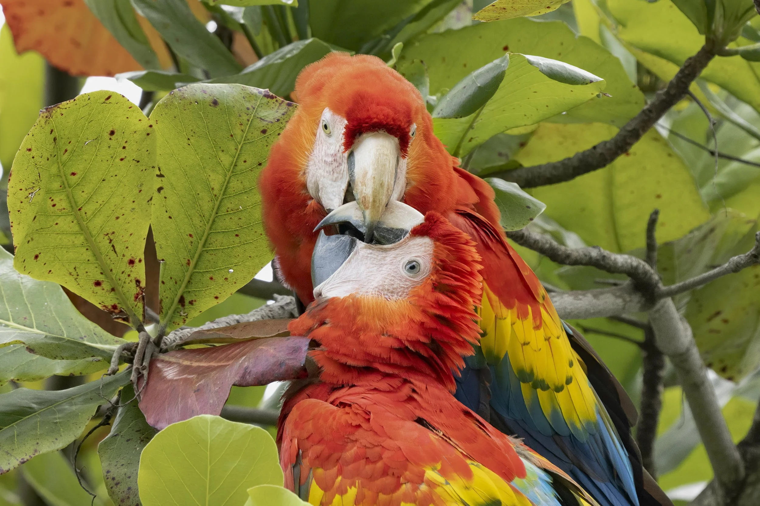 Scarlet Macaw