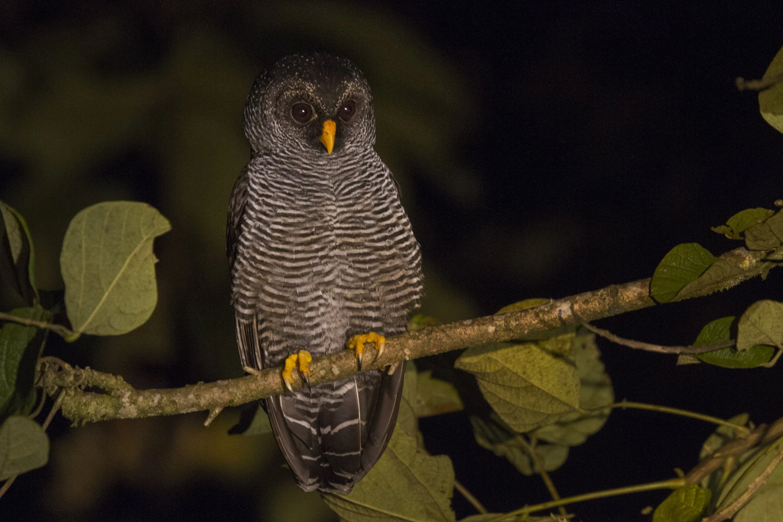 San Isidro Mystery Owl - Ciccaba sp.