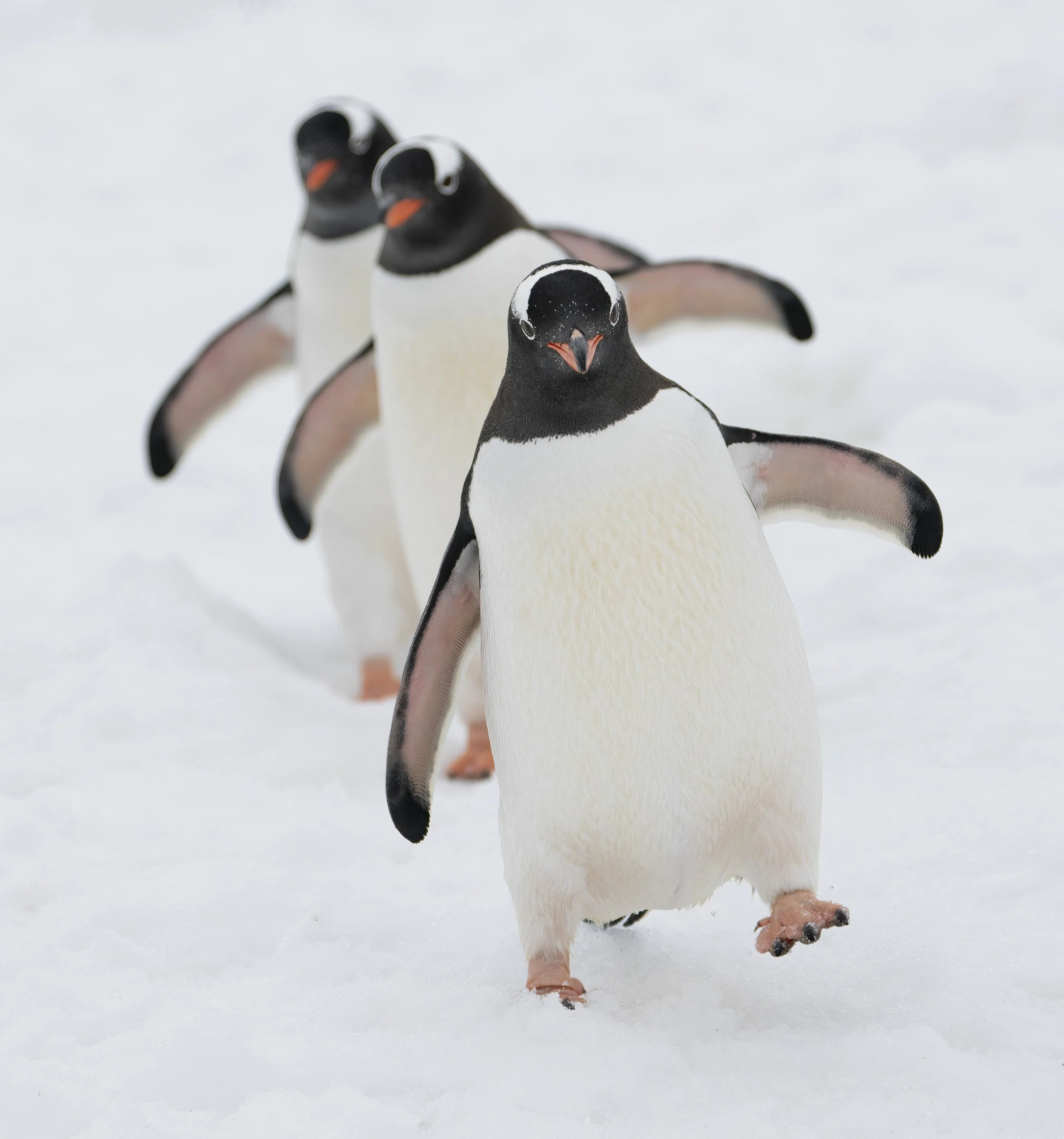 Gentoo Penguin
