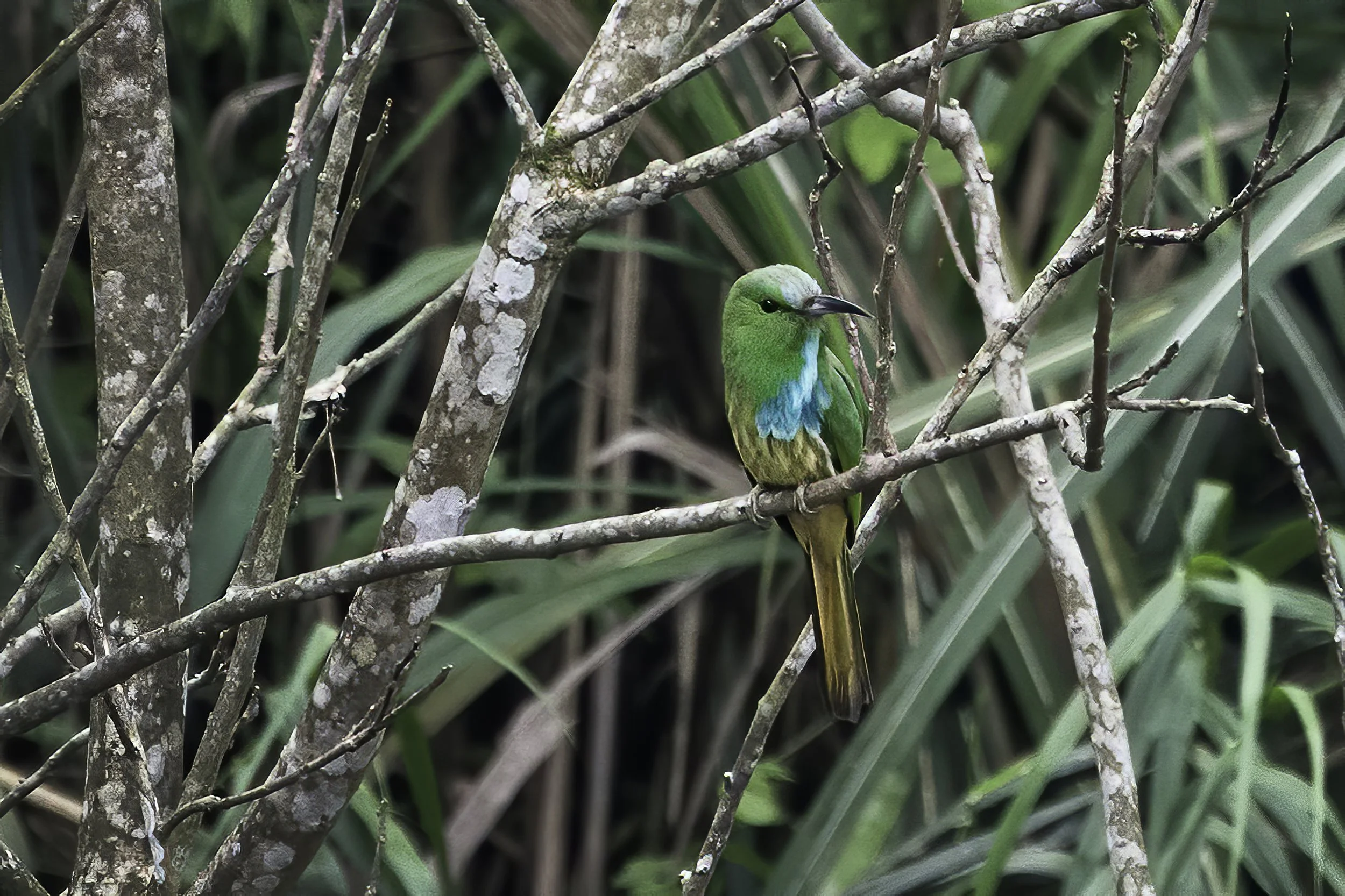 Blue Bearded Bee Eater
