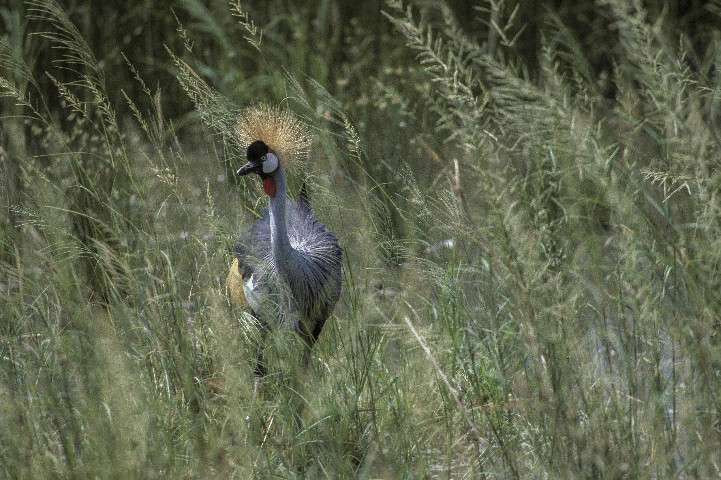Grey Crowned Crane