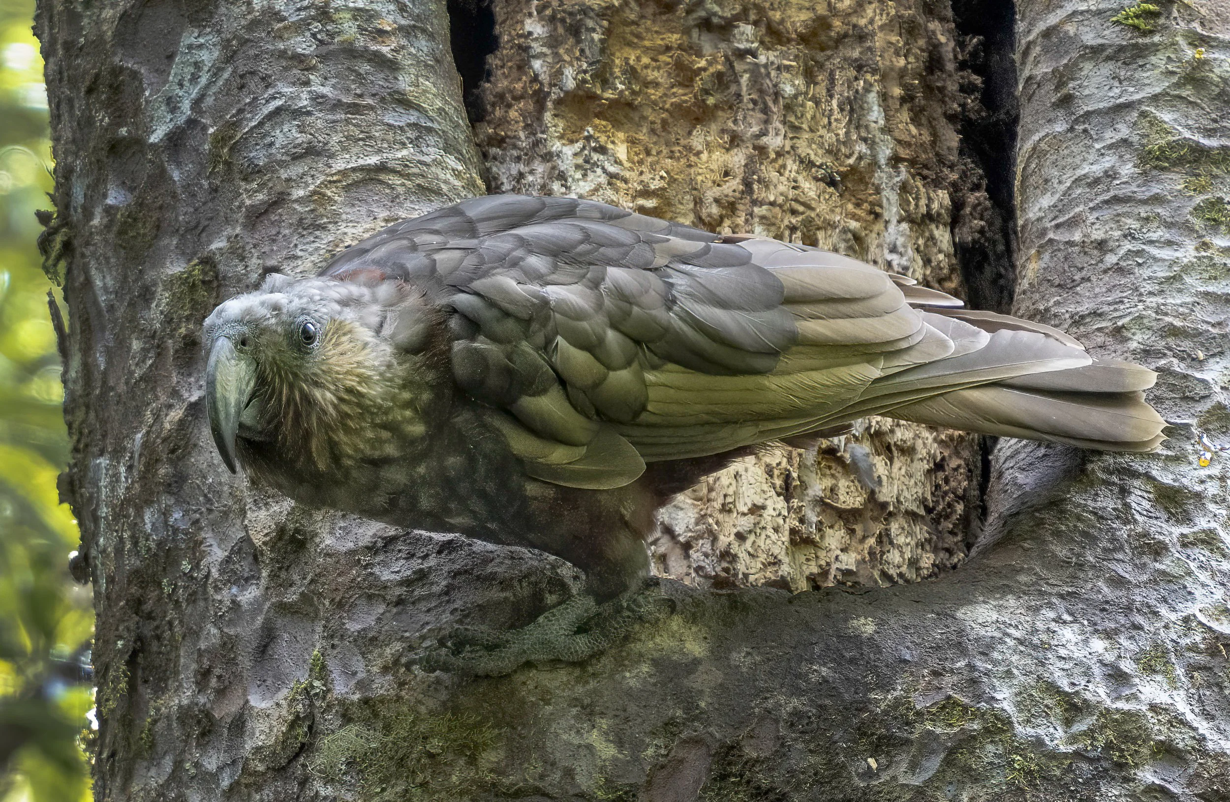 New Zealand Kaka