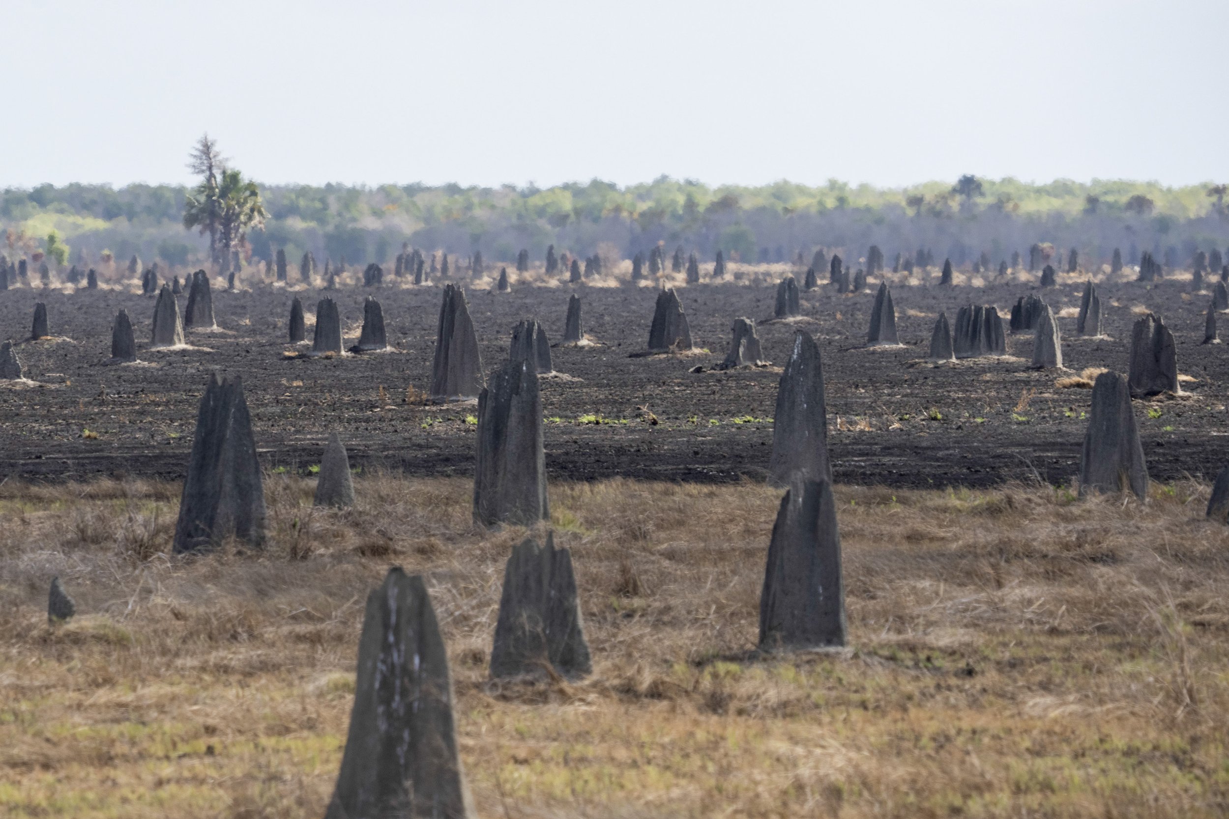 Termite Mounds