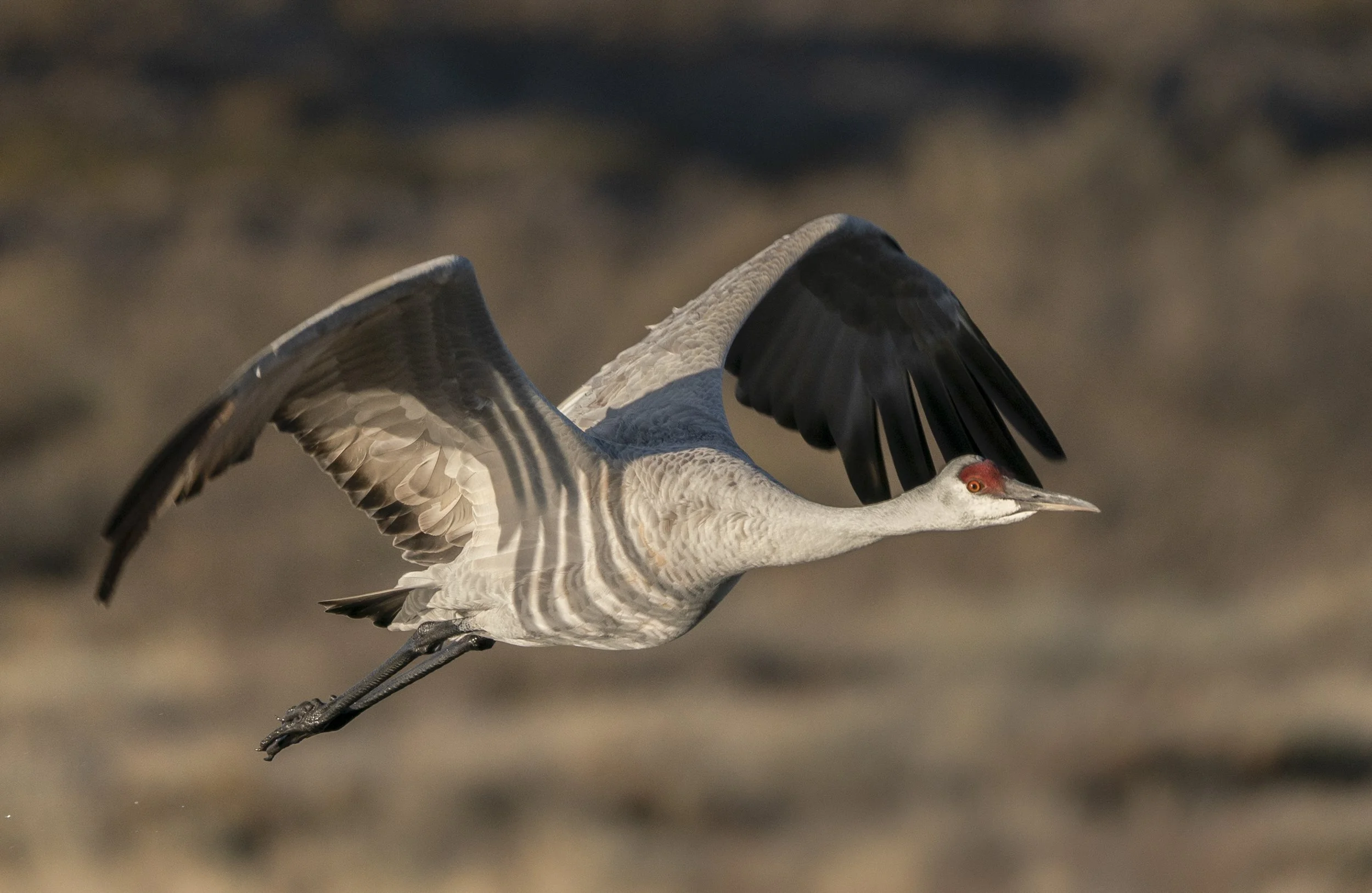 Sandhill Crane