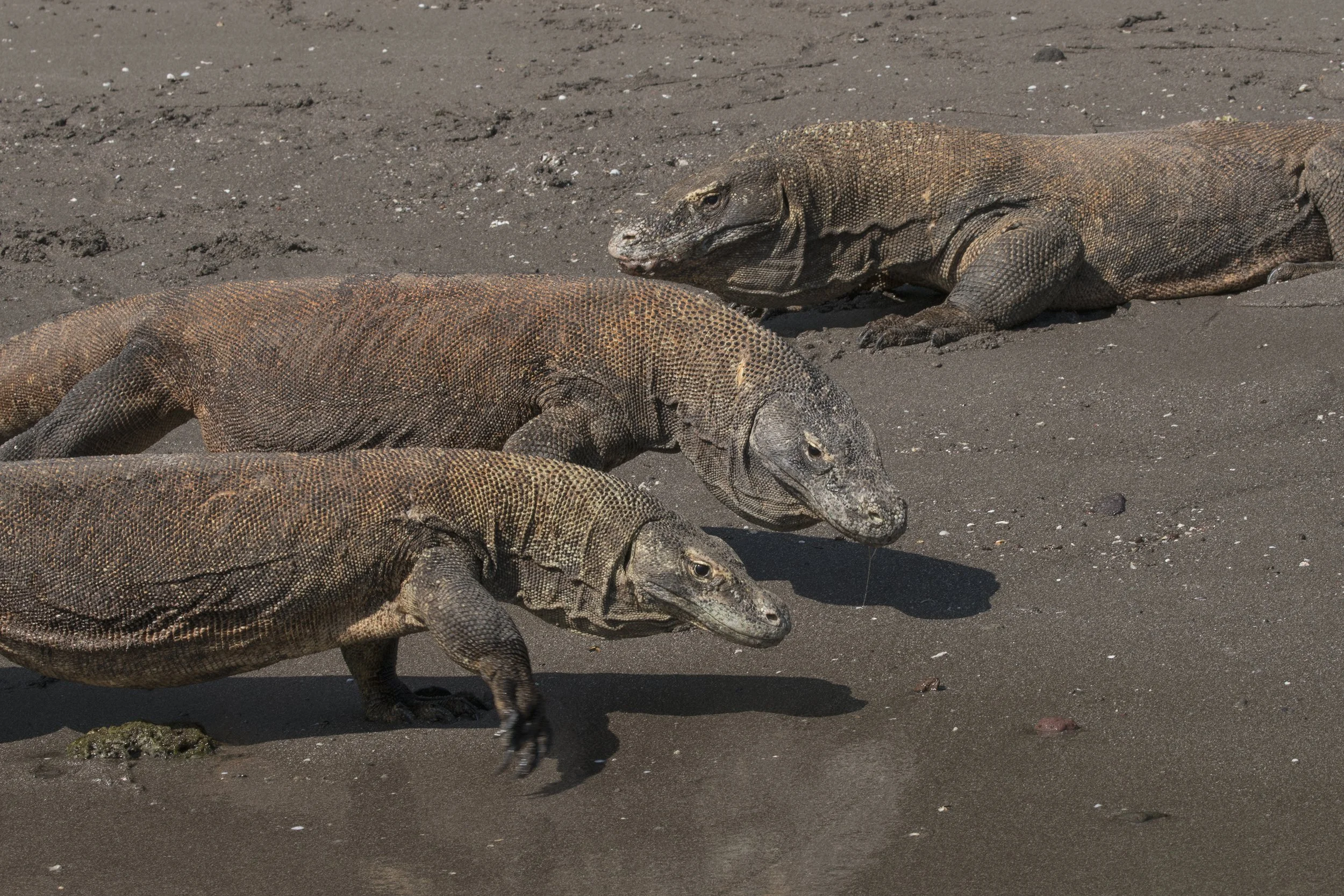 Komodo_DSC01051.jpg