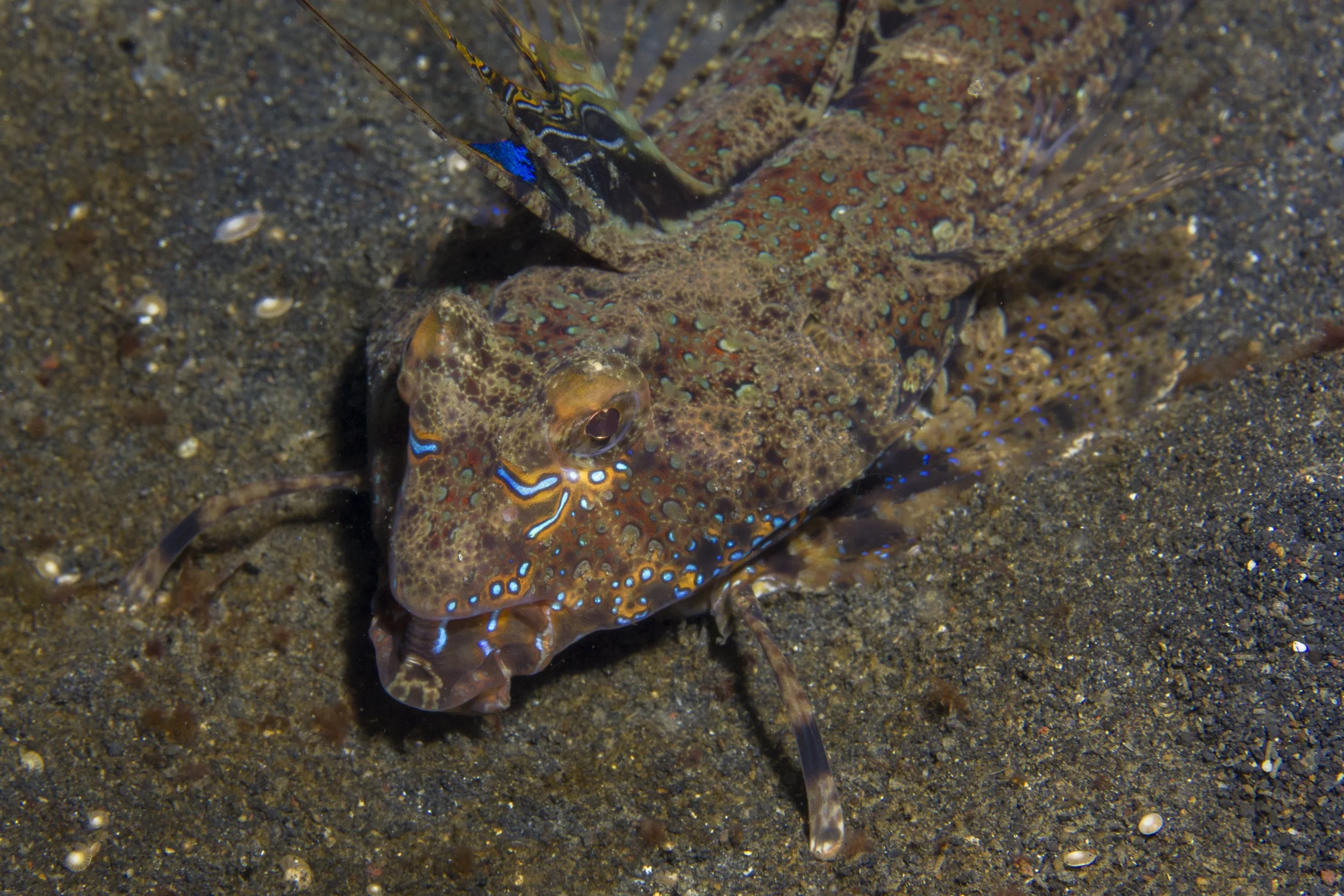 Lembeh_IMG_0500.jpg