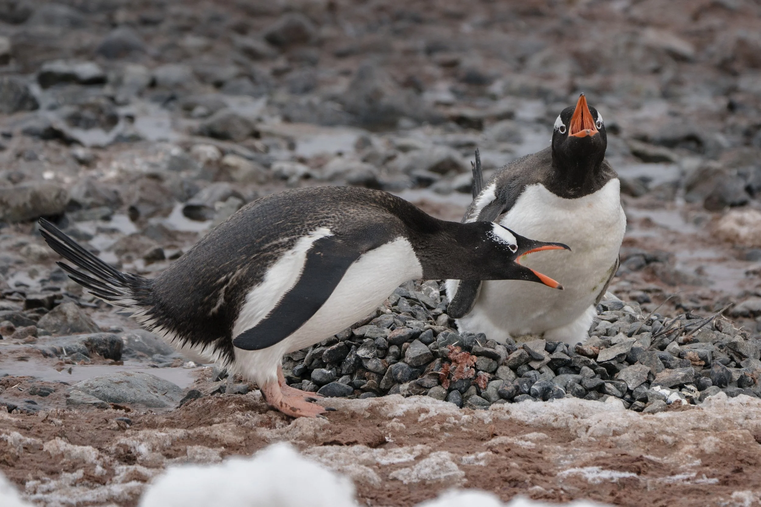 Gentoo Penguin