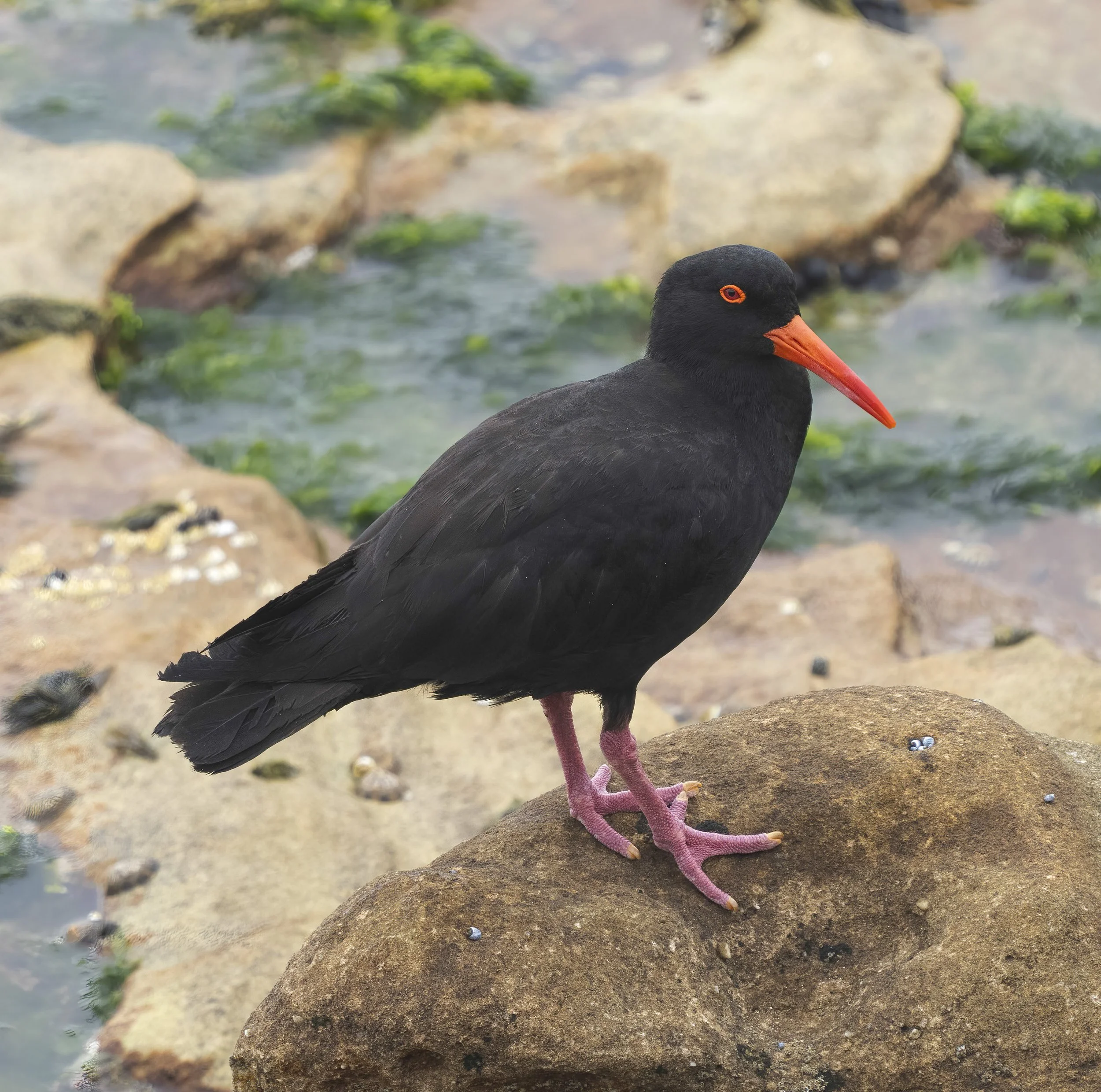 Sooty Oystercatcher