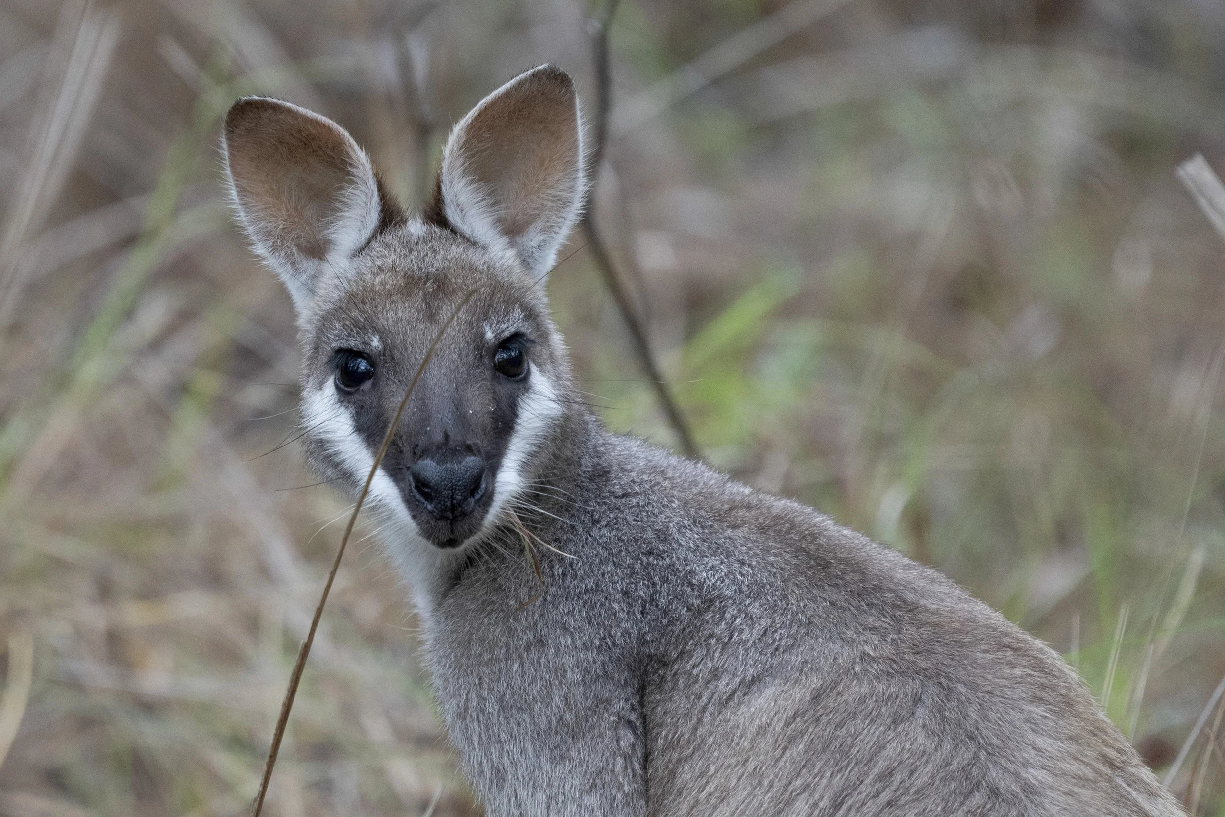 Pretty-Faced Wallaby