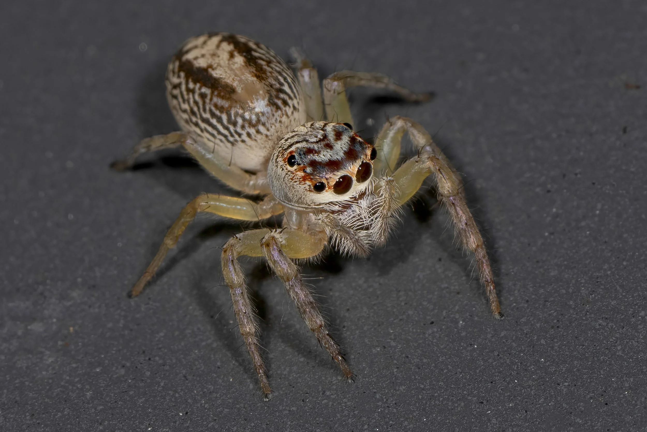 Spider
