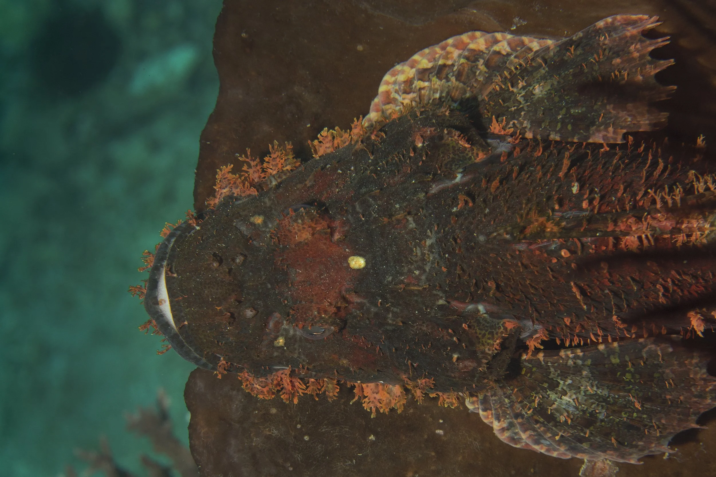 Komodo_DSC07309.jpg