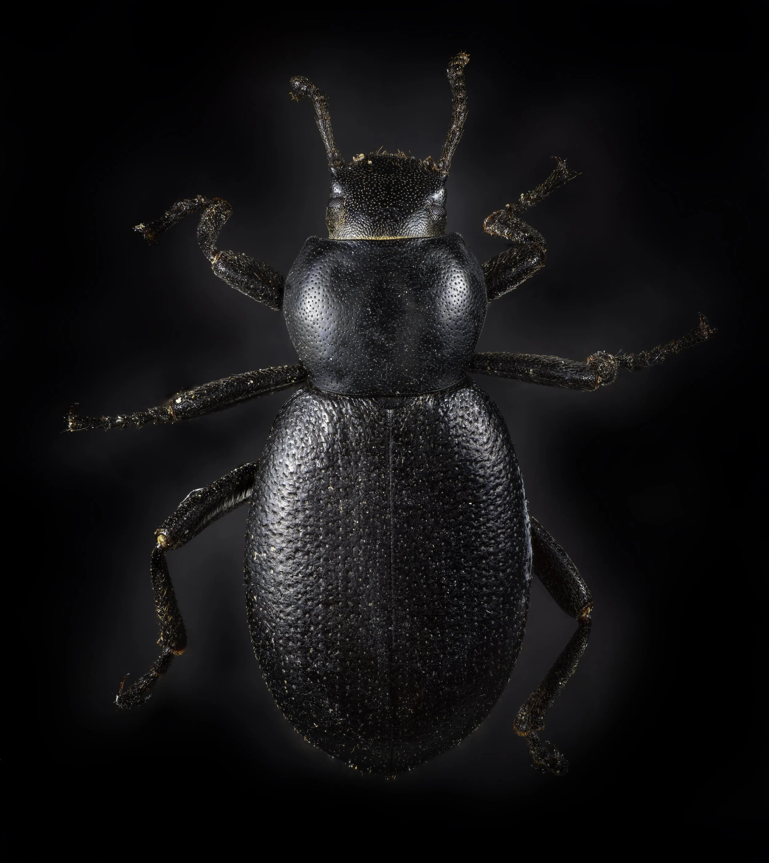 DarklingBeetle-Edit-Edit.jpg