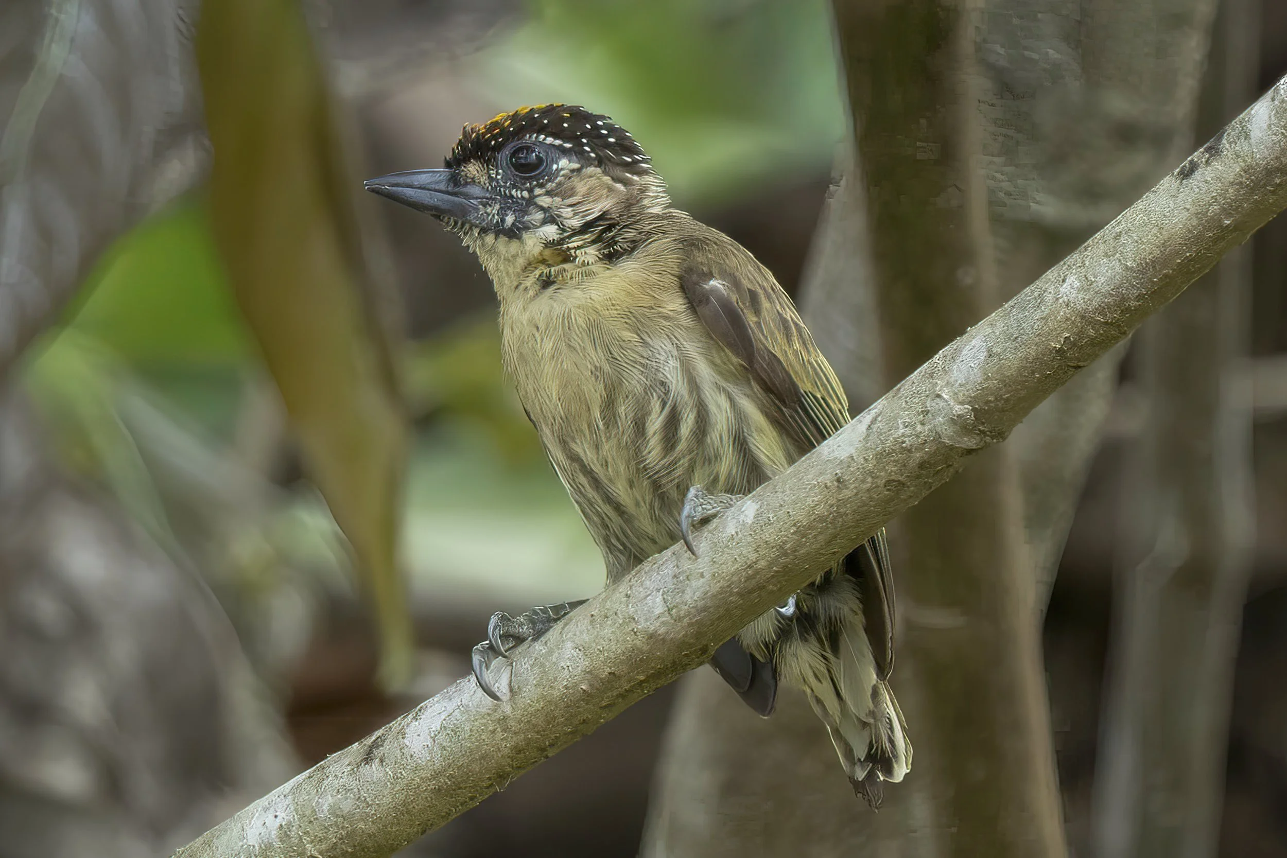 Olivaceous Piculet