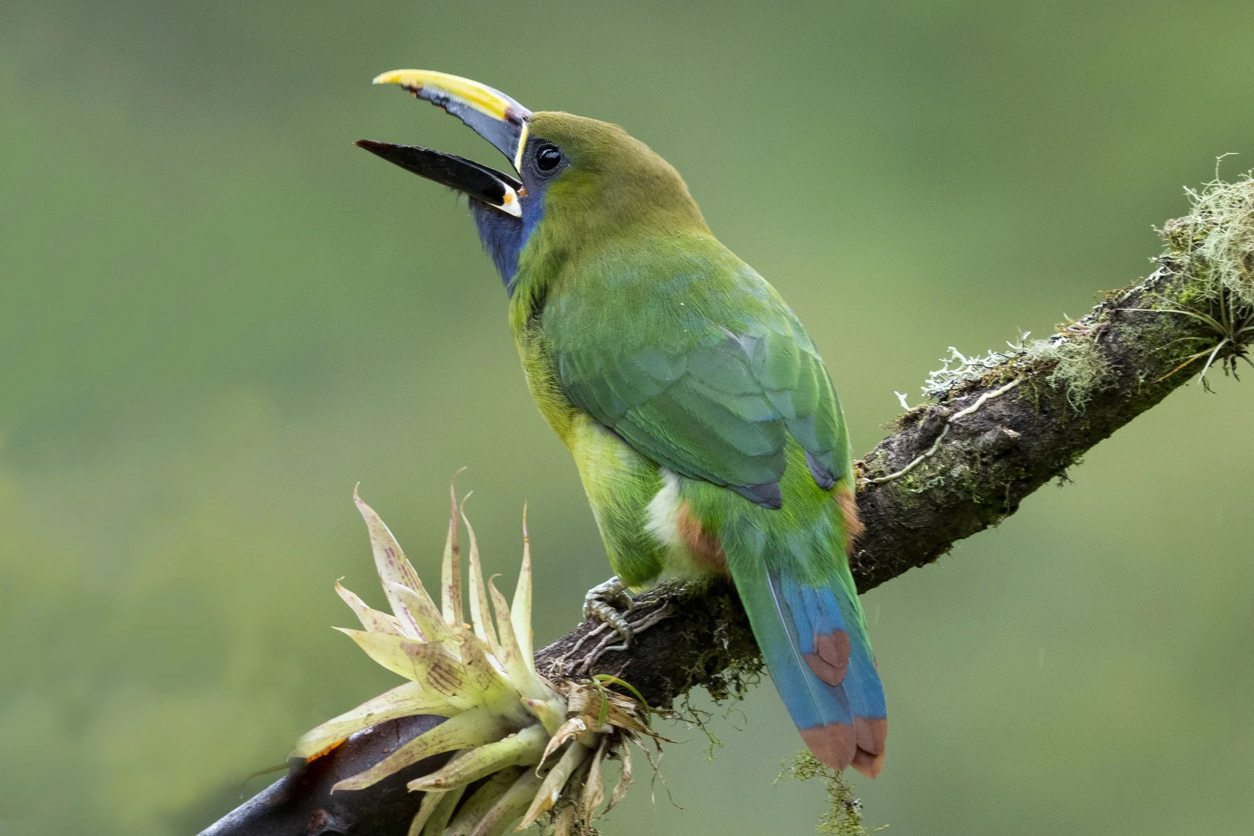 Emerald Toucanet